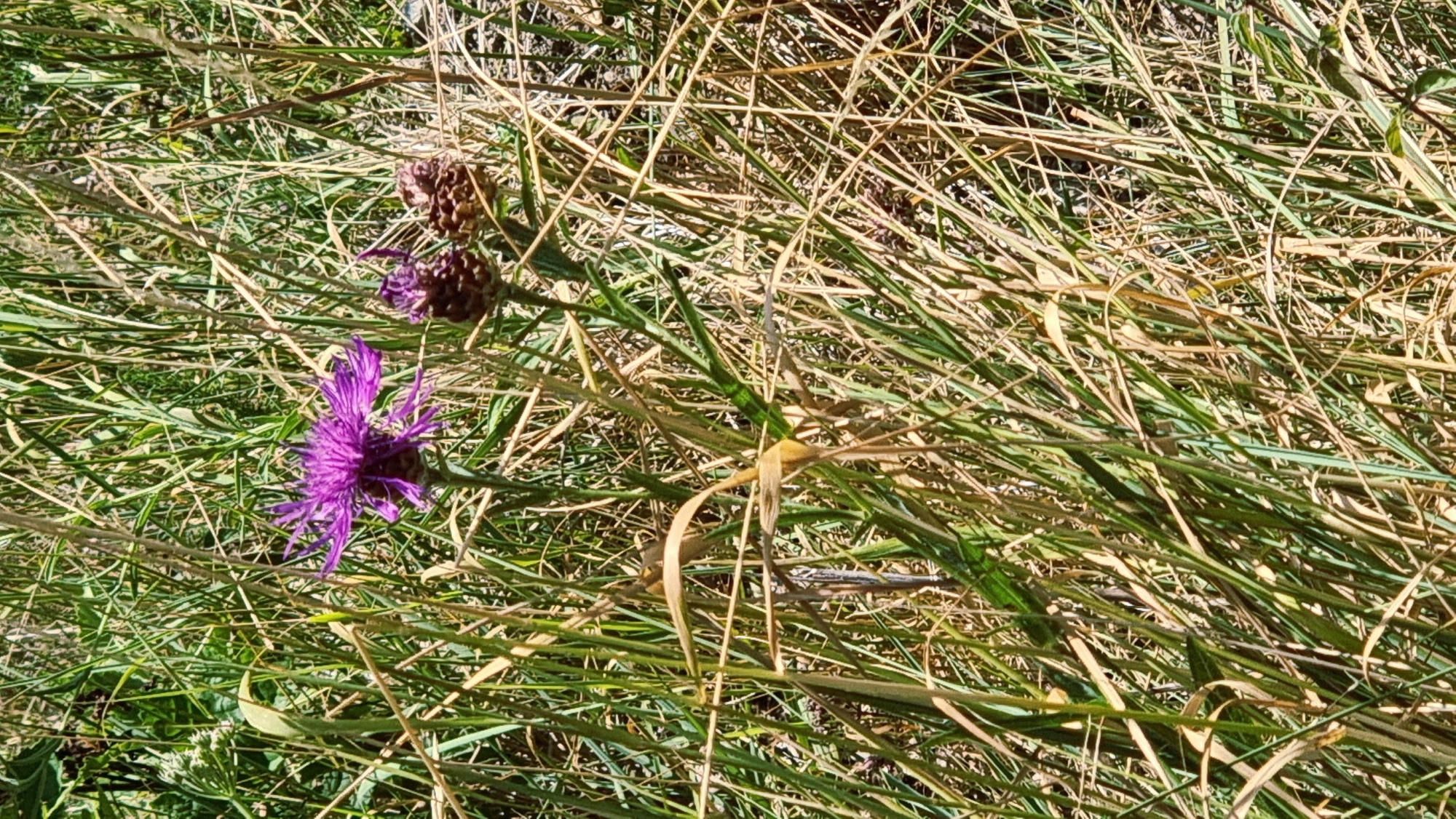 In the foreground of a sunlit, natural environment, a vibrant purple thistle flower stands tall amongst dry, straw-colored grasses and some greener foliage. To the right of the blooming flower, two dark, dried thistle seed heads are visible, one slightly behind the other. The surrounding vegetation is dense, creating a textured background of varying heights and shades of green and brown. The scene appears to be an outdoor, undeveloped area, typical of a rural or natural park setting, potentially within or near the municipality of Molló, Spain. There are no people or animals discernible in the image.