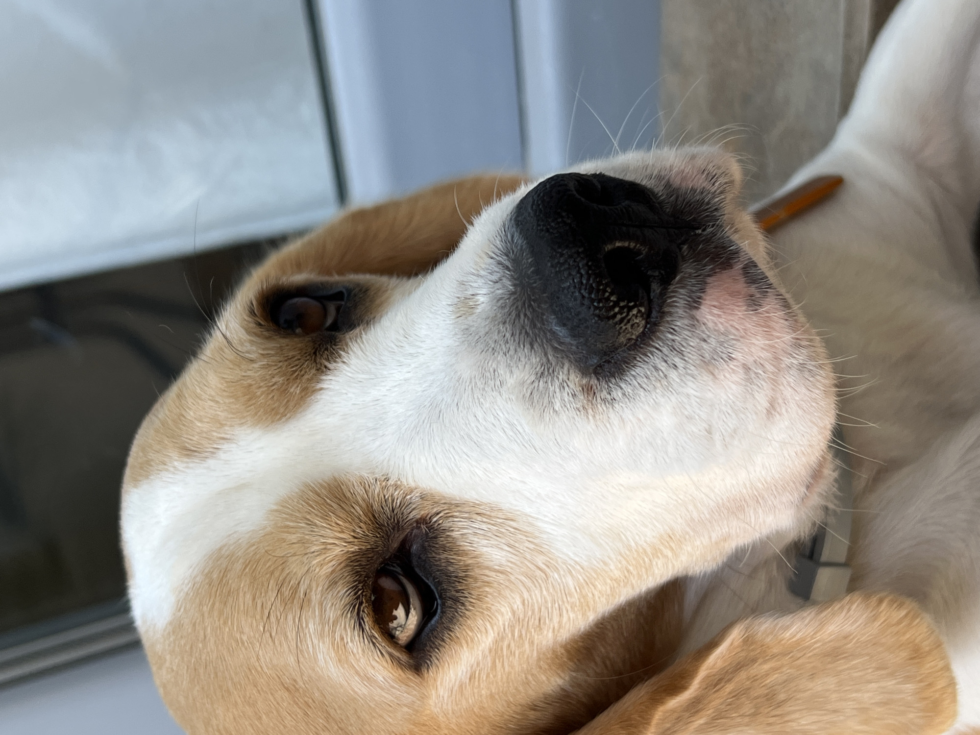 A close-up, eye-level, portrait of a beagle dog's head. The dog's face is light brown and white with prominent dark brown eyes and a black nose. The background is out of focus and appears to be a building with a greyish-blue facade. The dog is wearing a grey collar. The image was taken outdoors, likely in the city of Budva, Montenegro, as evidenced by the architectural style of the background.