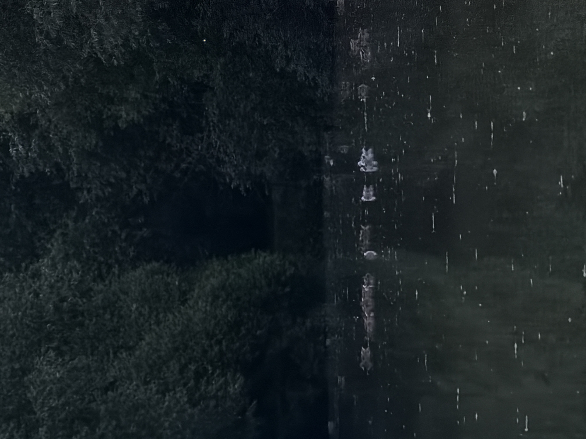 This image depicts a dark, possibly nighttime scene with a prominent divide between two textures. On the left, a dense, dark green foliage, likely trees or bushes, fills the frame. The foliage appears somewhat blurred, suggesting movement or a shallow depth of field.
The right side of the image presents a stark contrast with a dark, smooth, and reflective surface. This surface is covered in numerous thin, vertical white streaks, indicative of rain or water droplets running down a windowpane or a similar vertical surface. Some of these streaks are more elongated and appear to be drips. There are also a few scattered white specks, which could be more distant or smaller raindrops.
The overall atmosphere is somber and moody, with the darkness dominating the scene. The presence of rain suggests inclement weather. The image's composition, with the sharp division between the natural elements on the left and the artificial or water-marked surface on the right, creates a sense of looking from one environment to another, perhaps from indoors out, or from a sheltered area into the open.
There are no visible people or objects clearly discernible on the left. The right side's reflections are too abstract to identify specific objects or people. The lighting is low, but there's a subtle highlight, a small white dot, visible within the foliage on the upper left portion of the image, possibly a distant light source or insect. No text is visible. The scene conveys a sense of quiet observation of the rain and the natural world.