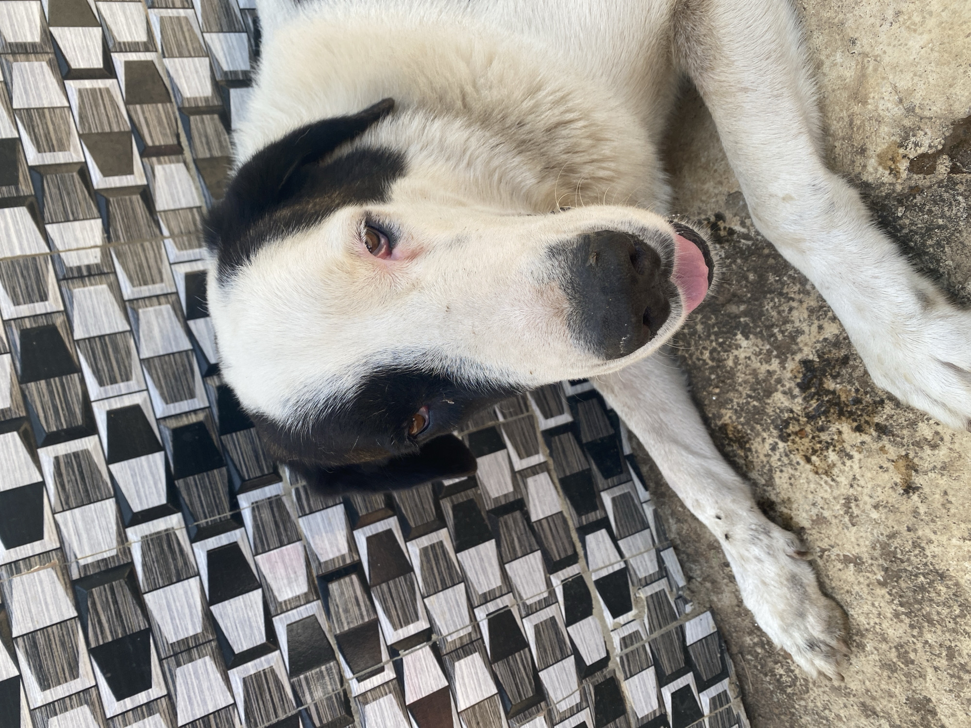 A black and white dog is pictured lying down on what appears to be a tiled and concrete surface. The dog's head is tilted towards the viewer, and its body extends across the frame. Its fur is primarily white with large black patches over its left eye and ear, and possibly on its back, though much of its body is out of view or obscured by the white fur. The dog has warm brown eyes, and its pink tongue is slightly visible, hanging out from the corner of its mouth, suggesting it might be warm or relaxed.
The surface beneath the dog is split into two distinct areas. To the left, there is a patterned tile floor composed of geometric shapes in black, white, and shades of grey, creating a textured, almost three-dimensional effect. To the right, the dog is resting on a rough, earthy concrete or dirt ground, showing some discoloration and irregularities, possibly indicating an outdoor or semi-outdoor setting in Maigizo, Nigeria. The lighting suggests it is daytime, with bright, even illumination. The dog appears calm and at ease, resting its head on the patterned surface. There is no visible text in the image.