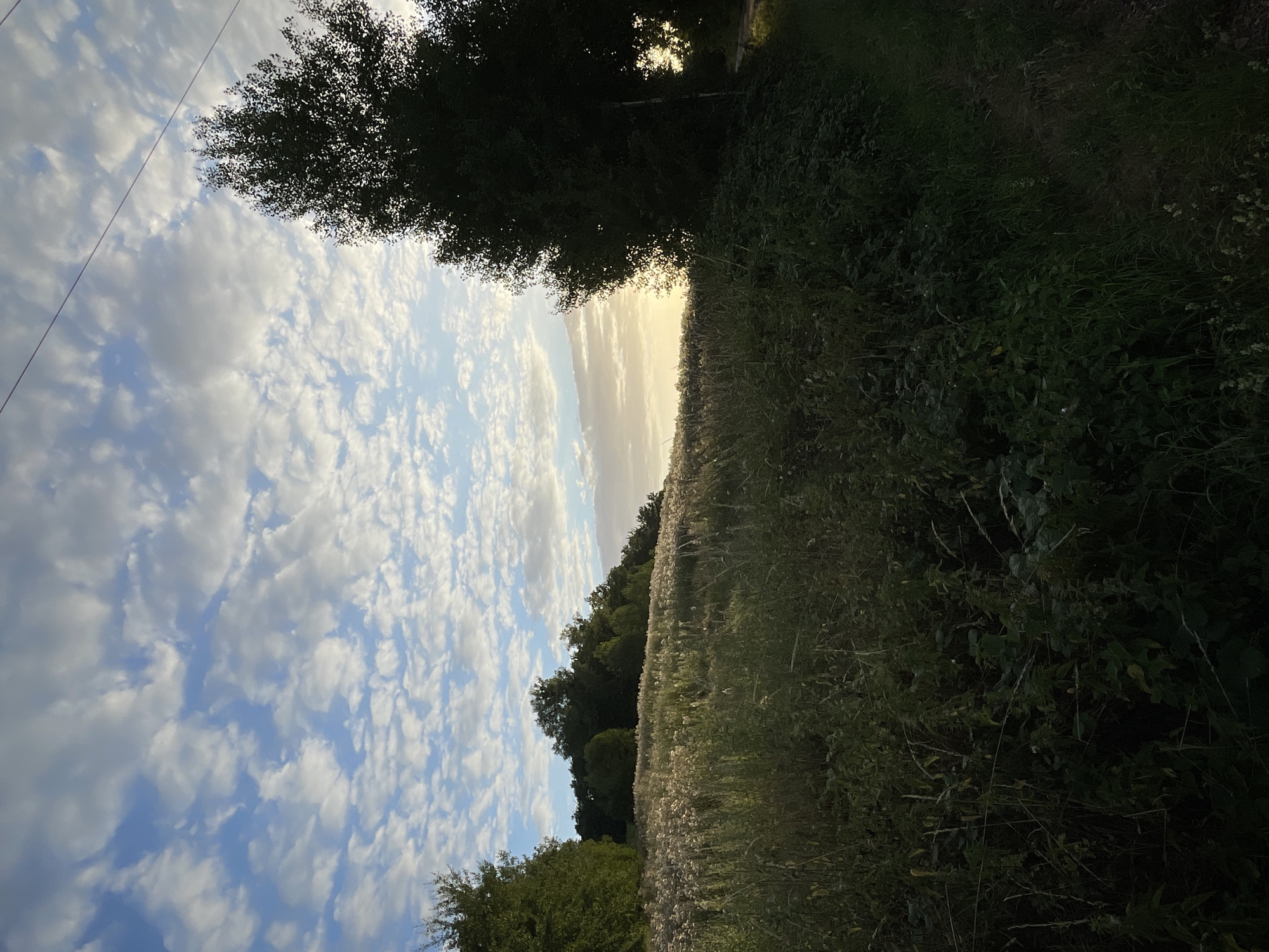 The image depicts a rural landscape in Neukirchen, Germany, likely during the late afternoon or early evening. A wide, grassy field, dotted with dry grasses and some flowering plants, slopes upwards towards a line of trees in the background. The sky is filled with a mixture of blue and white clouds, with the sun setting low on the horizon, casting a warm glow and illuminating the clouds. On the right side of the frame, a large, dark silhouette of a tree stands prominently, partially obscuring the setting sun. In the foreground, the vegetation is dense and green, with tall grasses and other plants growing alongside a faint dirt path visible on the far right. Overhead, two thin, dark electrical wires stretch across the sky. The scene is peaceful and natural, with no people or man-made structures other than the power lines.