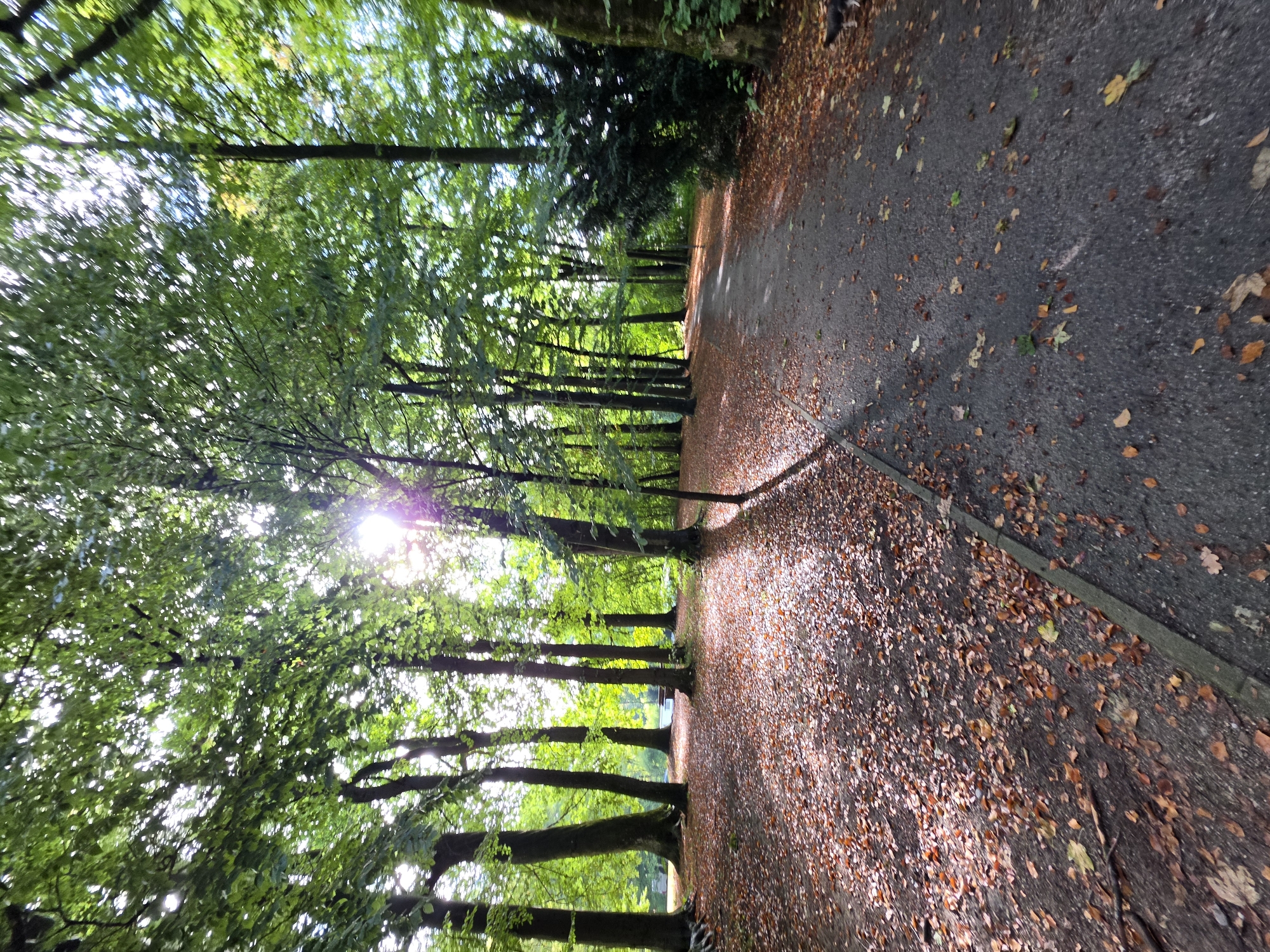 The image depicts a pathway through a sun-dappled forest. Tall, mature trees with dense green foliage line both sides of the path, with sunlight filtering through the canopy, casting dappled shadows on the ground. The path itself is paved with asphalt and is partially covered with fallen autumn leaves in shades of brown and orange. To the left of the path, a wide expanse of forest floor is similarly carpeted with fallen leaves. The scene suggests a park or a wooded area within a city. The question mentions Munich, Germany, which is plausible for such a setting, but there are no specific landmarks to confirm this location. There are no people or animals clearly visible in the image, though a small, dark shape in the lower right corner of the image might be a dog. The overall impression is one of a tranquil, natural environment within an urban setting, likely during autumn.