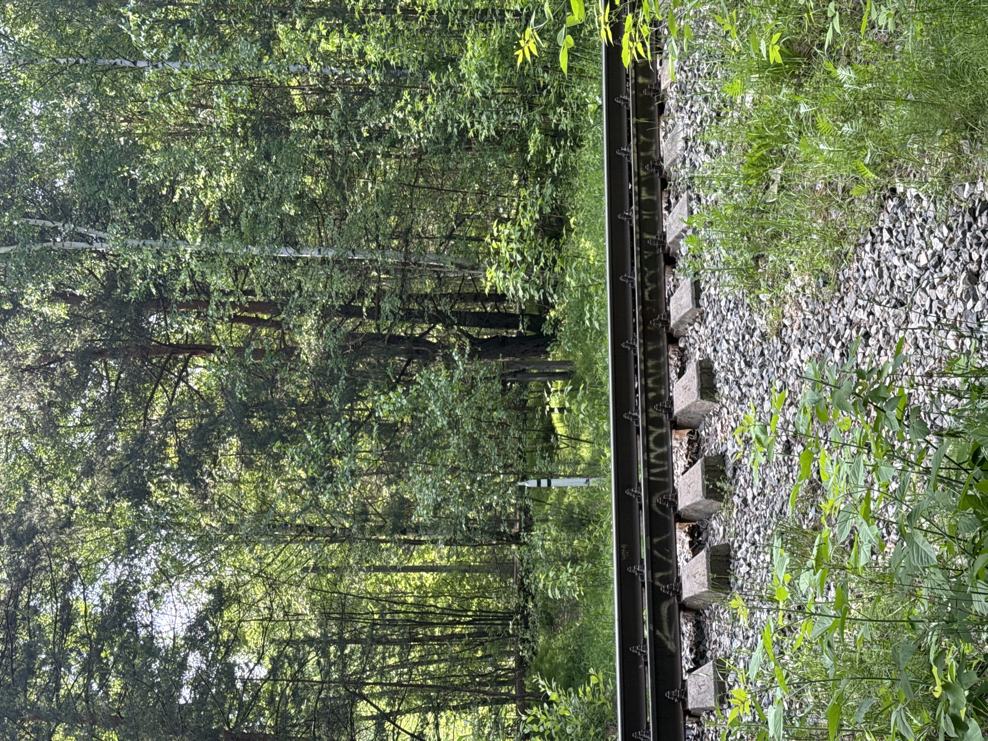 The image displays a railway track running through a verdant, dense forest under bright daylight. The perspective is along the tracks, which occupy the right side of the frame. Two dark metal rails are visible, supported by light grey concrete sleepers (railroad ties) embedded in a bed of grey gravel ballast. Green foliage, including tall trees and various bushes and plants, lines the tracks and forms a thick forest backdrop.
On the immediate right side of the tracks, and spilling onto the gravel, are numerous green plants and weeds, thriving in the sunlight. The forest on the left is lush, with sunlight filtering through the canopy, creating a dappled light effect on the leaves and ground. In the mid-distance within the forest, a white pole or marker with a black stripe near its top is visible, standing out against the green.
The time of day appears to be sunny daytime, likely morning or afternoon, given the strong, natural light and clear conditions. No specific activity or event is taking place, presenting a tranquil, natural scene. The setting suggests a rural or wilderness area.
Visible text includes faint white markings on the side of the left rail, which seem to read "SK-400S" followed by other symbols, and similar indistinct white text on the right rail, possibly "M4M5" or "MAMB" with numbers.