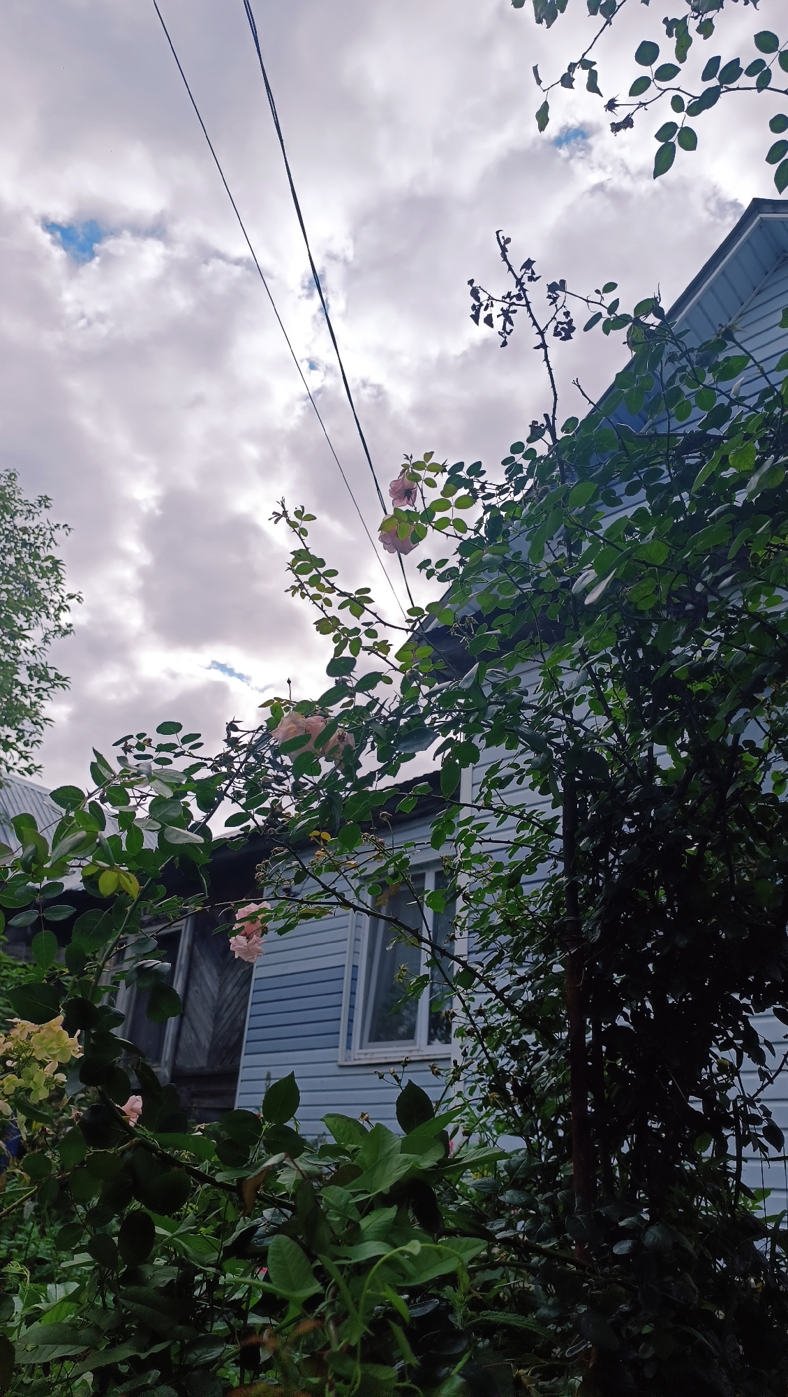 The image depicts an outdoor scene featuring a light blue house with white trim and windows, partially obscured by lush green foliage and branches of a rose bush. Several pale pink roses are visible among the leaves. Overhead, dark wires are strung across a cloudy sky. The overall impression is of a residential area, likely a garden or yard adjacent to a dwelling, with a sense of natural overgrowth. The location is specified as Karsha, Russia. There are no people or animals visible in the frame.