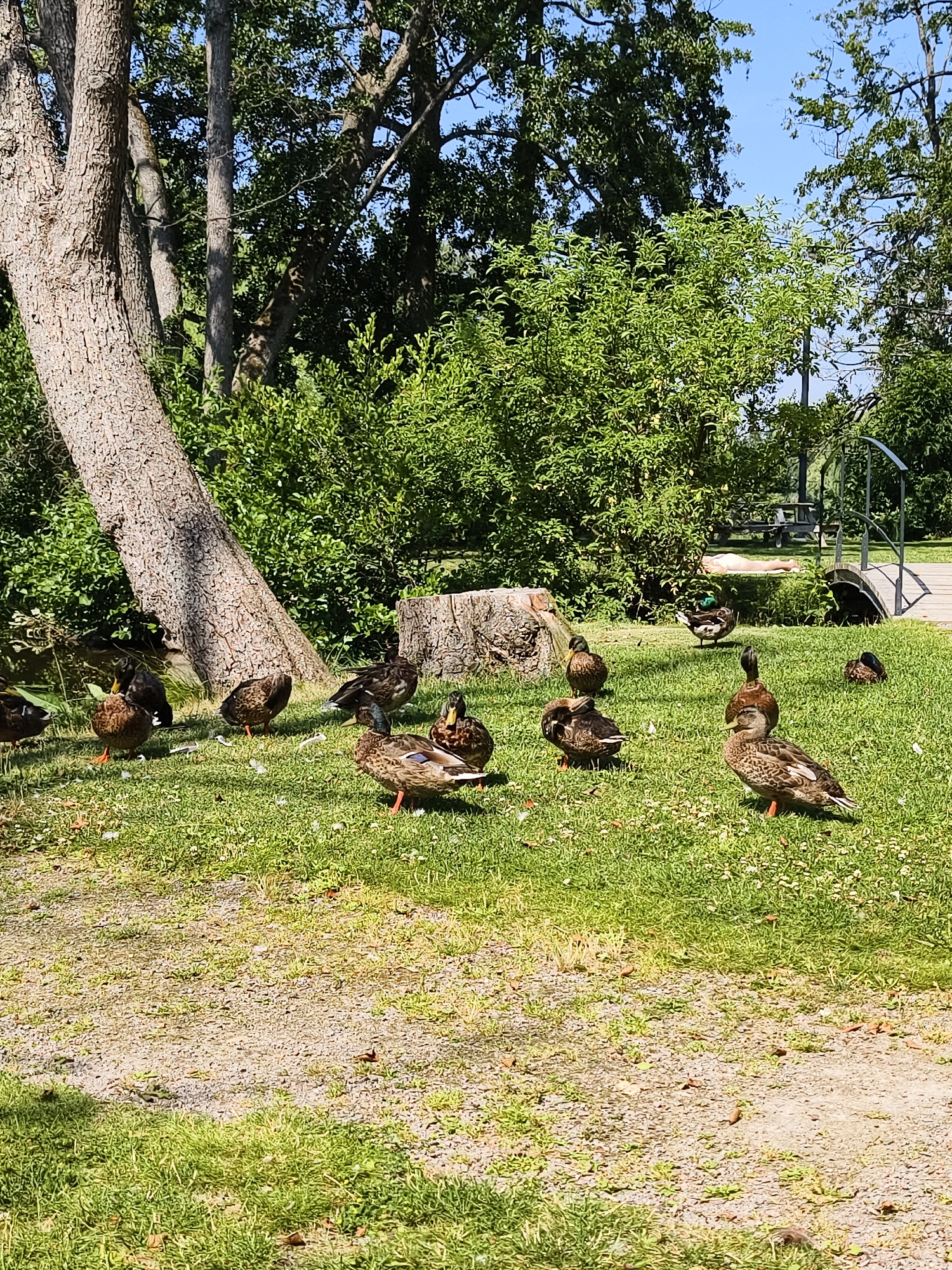 The image shows a group of mallard ducks gathered on a grassy area with a tree trunk in the foreground. The ducks are of various ages and are either standing, sitting, or walking. Some are facing the camera, while others are looking away. The environment appears to be a park or a nature reserve, with lush green trees and bushes in the background. Sunlight filters through the leaves, creating dappled shadows on the ground. In the far background, a small bridge can be seen arching over a body of water. The image does not provide any specific visual cues to pinpoint its exact location within the city of Linköping, Sweden.