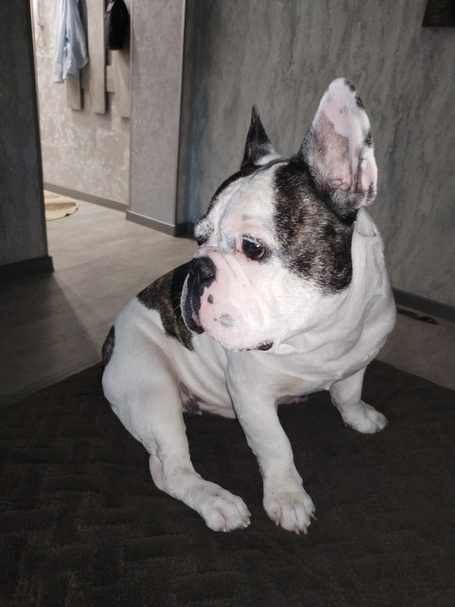 A brindle and white French Bulldog is sitting on a dark brown rug in what appears to be an entryway or hallway. The dog is facing to the left, with its head slightly turned towards the camera. It has large, erect ears, a short snout, and dark eyes. The background consists of a grey, textured wall and a doorway leading to another room with light-colored walls and a floor covered in light brown wooden planks. A light blue shirt and a dark bag are hanging on the wall in the background. The lighting suggests an indoor, possibly dim environment.