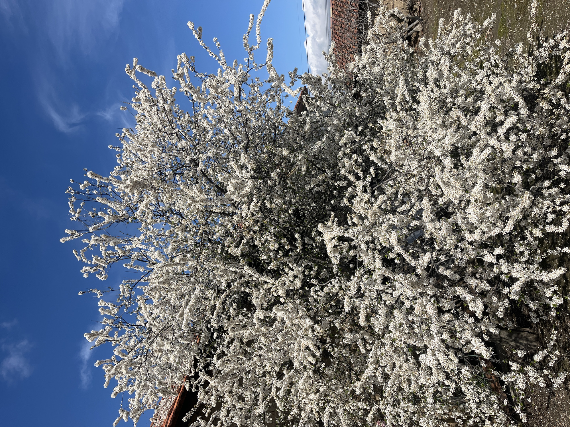 The image displays a large, flowering deciduous tree situated in Razhevo Konare, Bulgaria. The tree is densely covered in small white blossoms, indicating full bloom. Its dark branches are partially visible through the profuse white flowers. The background features a bright blue sky with scattered wispy white clouds. Portions of two structures with orange-brown tiled roofs are visible behind and to the sides of the tree; one on the left upper quadrant and another on the right mid-ground, which also shows a stone or masonry wall. A dark line, possibly a utility wire, traverses horizontally between the right-side roofline and the sky. The ground beneath the tree consists of dark soil, with some white petals scattered across it. No individuals or specific actions are depicted.