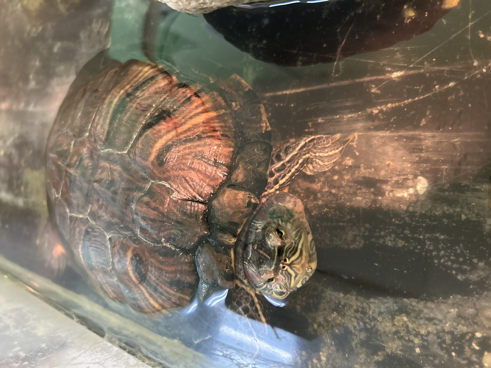 A red-eared slider turtle is partially submerged in a tank of water. The turtle's shell is a mix of brown, black, and orange hues. The turtle's head and neck display black and yellow stripes. The water appears slightly murky, and the tank's interior is visible, showing a dark, textured surface with some sediment or debris. The location, Chaikovsky, Russia, is not confirmed from the visual data.