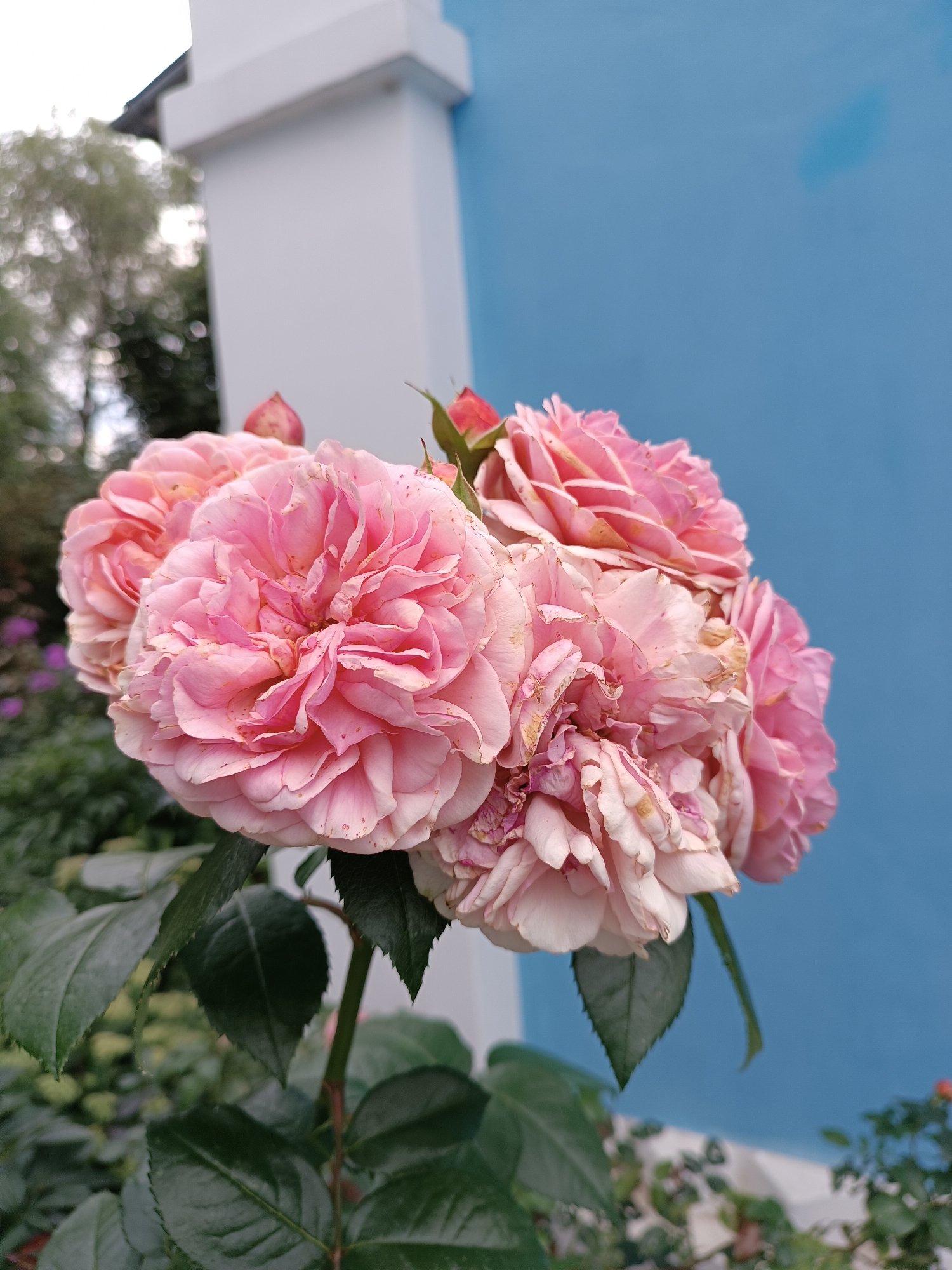 A close-up, slightly angled, medium shot captures a cluster of pale pink roses in bloom. The roses are the primary subject, filling the left and central portions of the frame, with their textured petals displaying a delicate, layered appearance. Some petals show slight browning or wilting at the edges. Dark green leaves are visible below and around the roses. In the background, a bright blue wall dominates the right side, contrasting with a blurred white architectural element on the left, possibly a pillar or wall. Hints of green foliage and some red flowers are visible at the bottom right, suggesting a garden setting. The sky is overcast and appears in the upper left. The scene is set in the city of Bykovo, Russia.
