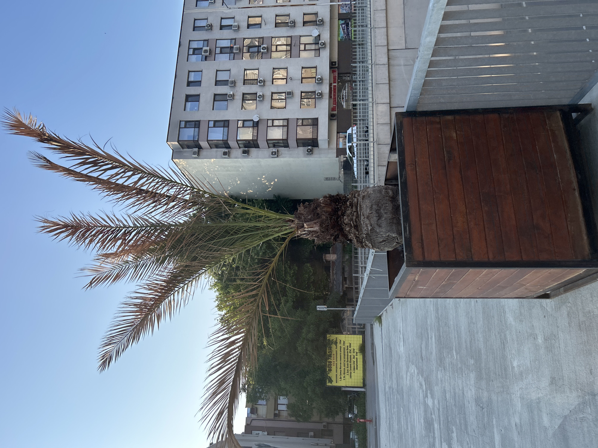 The image displays an urban scene in Varna, Bulgaria, characterized by a clear blue sky. A palm tree with numerous dried, brown fronds and a textured trunk is centrally positioned in the foreground, contained within a large, square, dark brown wooden planter with a black metal frame. To the right of the planter, a light grey metal railing runs horizontally, separating the concrete walkway from a lower street level.
In the midground, a prominent yellow billboard with black Cyrillic text is visible through green foliage on the left. The billboard advertises a "НОВ ЖИЛИЩЕН КОМПЛЕКС" (New Residential Complex) with a phone number (0888 748518) and lists distances to local landmarks: "Гранд Мол" (Grand Mall) at 170m and "Бул. Княз Борис I" (Knyaz Boris I Blvd) at 100m, confirming the location. A red fire hydrant is partially visible on the far left.
The background is dominated by a multi-story, light grey residential building on the right, featuring numerous windows, some with small balconies, and over twenty visible external air conditioning units. The ground floor of this building hosts a business with a red sign, identifiable as an "ИМОТИ" (Real Estate) agency. A white sedan is visible on the street in front of the building, below the railing. No individuals are present in the scene.