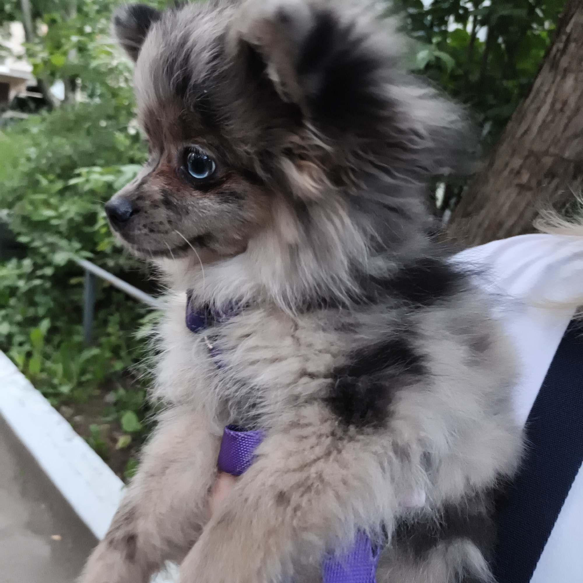 A merle Pomeranian puppy is being held outdoors, likely in a park or backyard in Chaikovsky, Russia. The puppy has striking blue eyes and a fluffy coat with patches of gray, black, and white. It is wearing a purple collar or harness. The background is lush with green foliage and trees, suggesting a natural or semi-natural setting. A white railing is visible in the foreground, and a person's shoulder and arm, partially covered by a white shirt and dark fabric, are supporting the puppy. The lighting suggests it is daytime.
