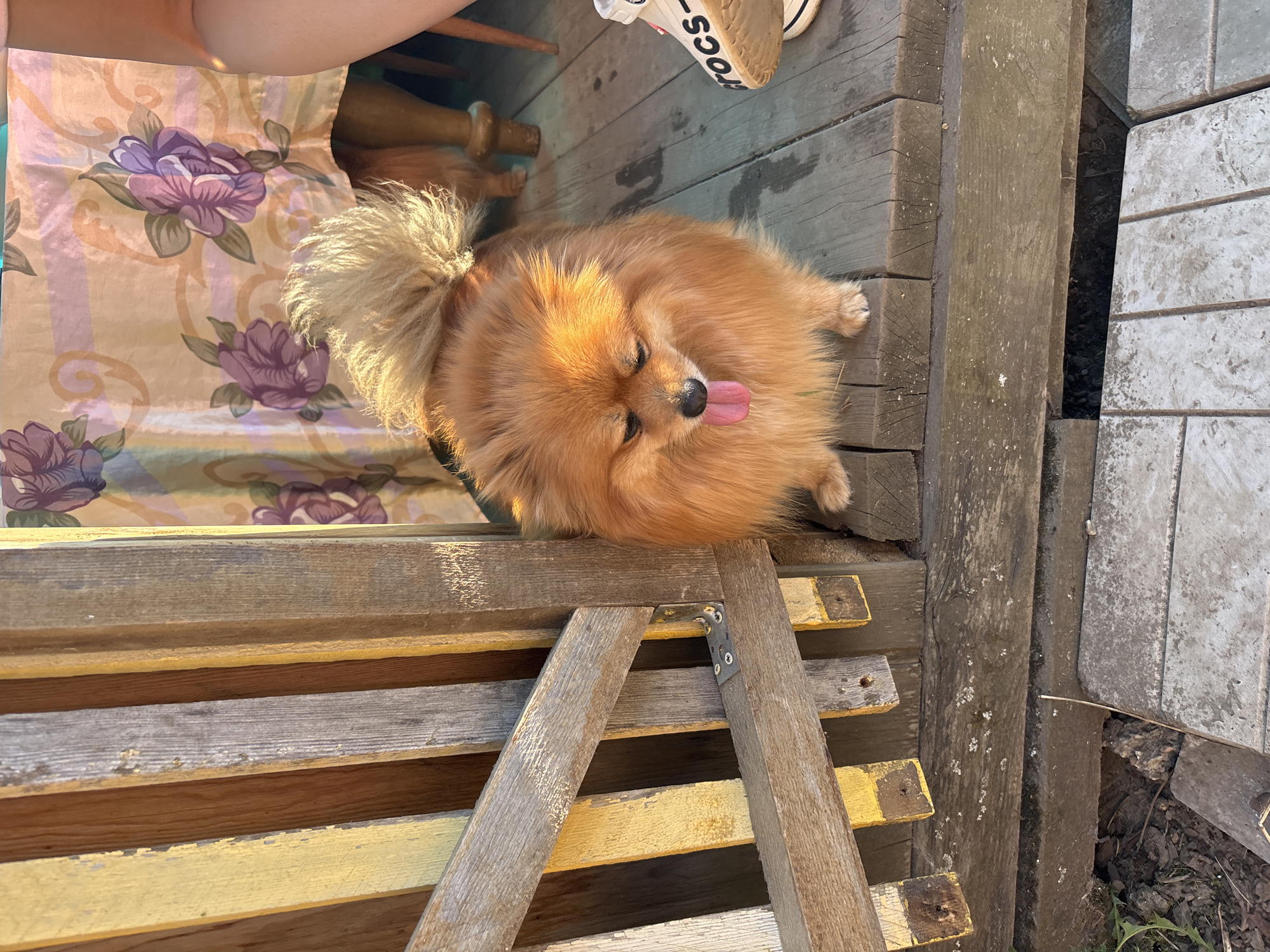 A small, fluffy orange-brown Pomeranian dog is positioned centrally on weathered wooden floorboards within an outdoor or semi-enclosed structure in the city of Zheleznogorsk, Russia. The dog faces slightly left, with its head tilted downward and a pink tongue extended, indicating panting. Strong sunlight from the right illuminates the dog's fur and casts highlights on its raised, fluffy tail.
The wooden structure features vertical and horizontal planks, some painted yellow with visible chipping and wear. A metal L-bracket with screws secures part of the wooden framework. Dark moisture stains are present on the wooden floorboards where the dog stands. In the background to the right, a person's bare leg and a light-colored sandal (with "crocs" visible on the sole) are seen on the wooden floor. Above this, a table is covered with an orange-pink floral tablecloth adorned with purple and green patterns. Below the main wooden platform, exposed soil with debris and some plant growth is visible, alongside gray concrete tiles forming a lower ground level.
