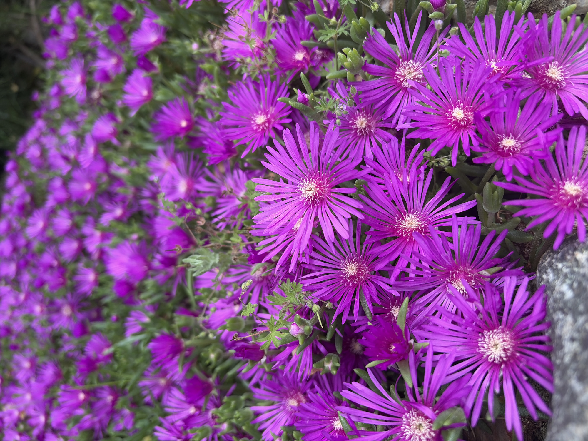 A high-angle, close-up shot showcases a dense grouping of bright purple flowers. The flowers, likely succulents such as Lampranthus, feature numerous slender petals radiating from a light-colored center. Some flowers are in full bloom, while others are partially closed. Green succulent foliage is visible between the flowers. The scene is bathed in natural light, with slight variations in brightness and shadow. A partial view of a gray, weathered stone or concrete object can be seen at the edge of the frame. The location is not known.