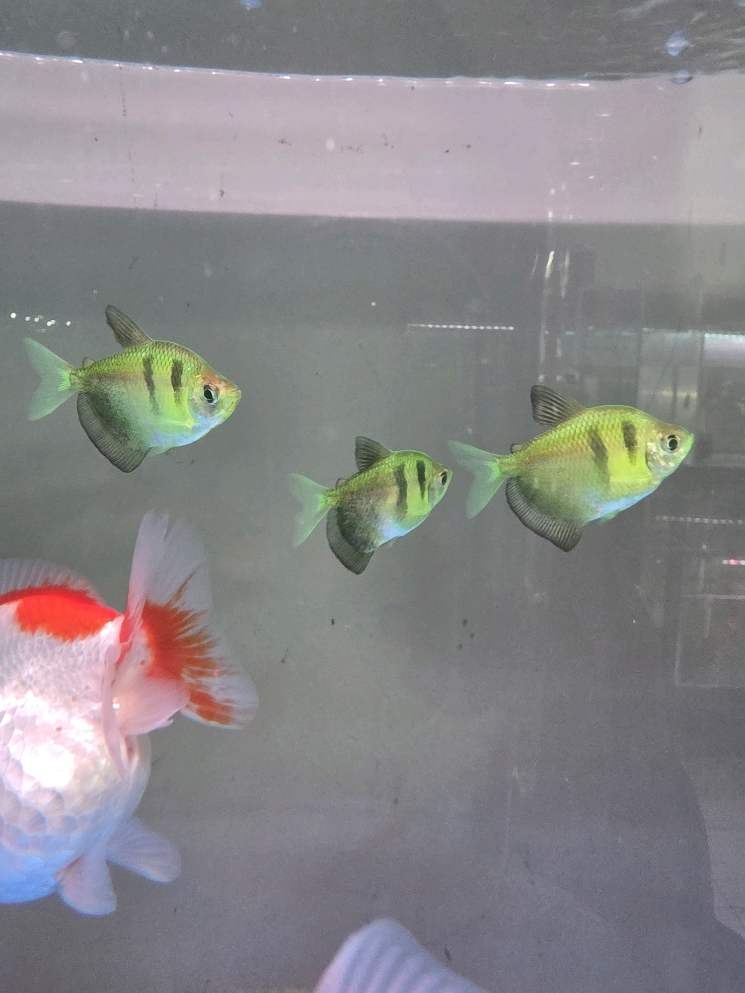 The image shows a close-up view of an aquarium with several fish. In the foreground, a goldfish with white and orange markings is visible. Behind it, three smaller, green fish with black stripes are swimming. The fish are in clear water, and the background is a soft, grayish-blue, suggesting an indoor environment. There are no people or identifiable landmarks of Tanjung Pinang, Indonesia, visible in the image. The lighting appears to be artificial, consistent with an aquarium setting.