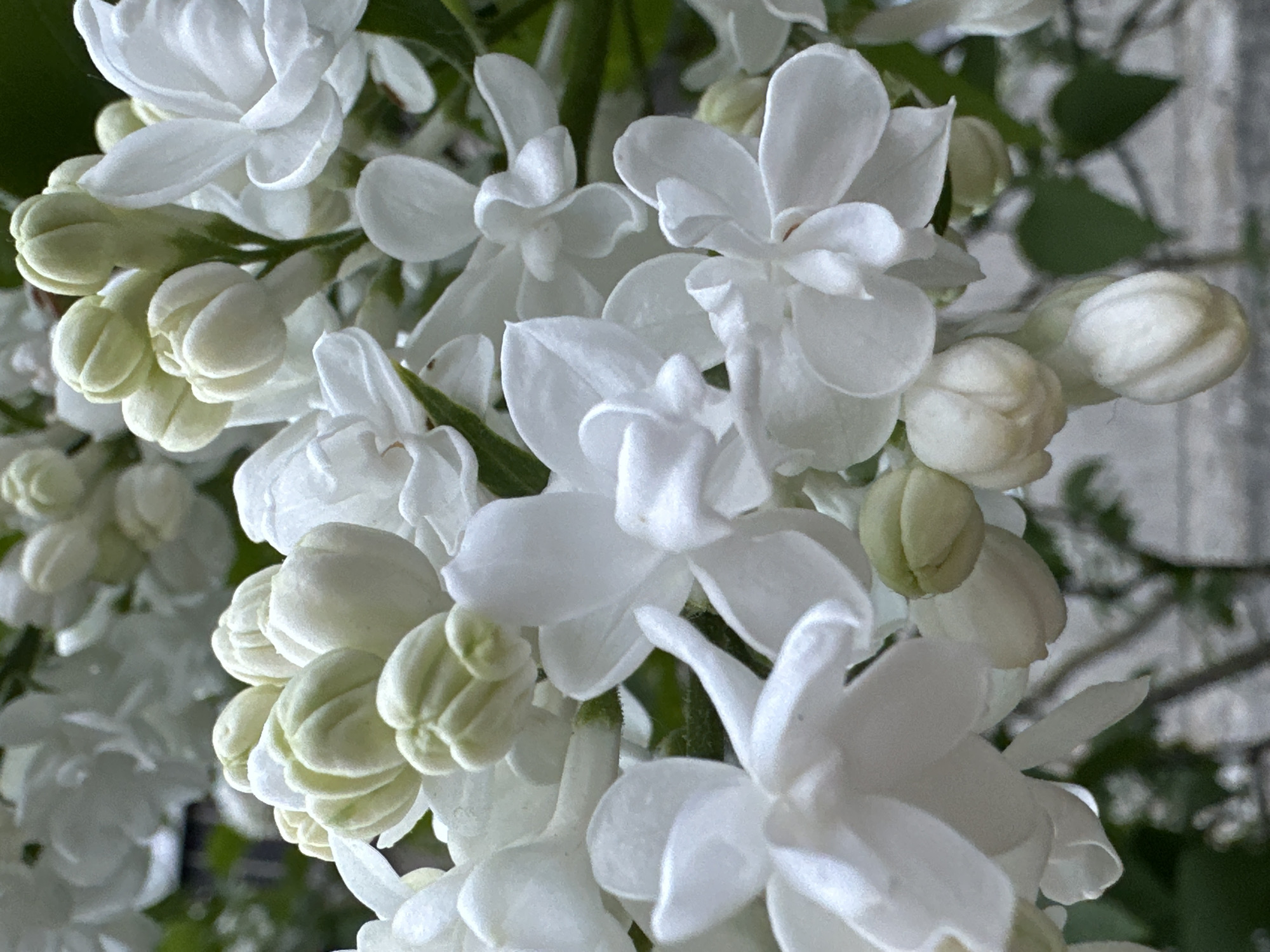 Close-up of a cluster of white lilac blossoms and buds. The buds are pale green and round. The petals are predominantly white with subtle variations in shading. Green stems and leaves are visible in the background. The location is presumed to be in Riga, Latvia.