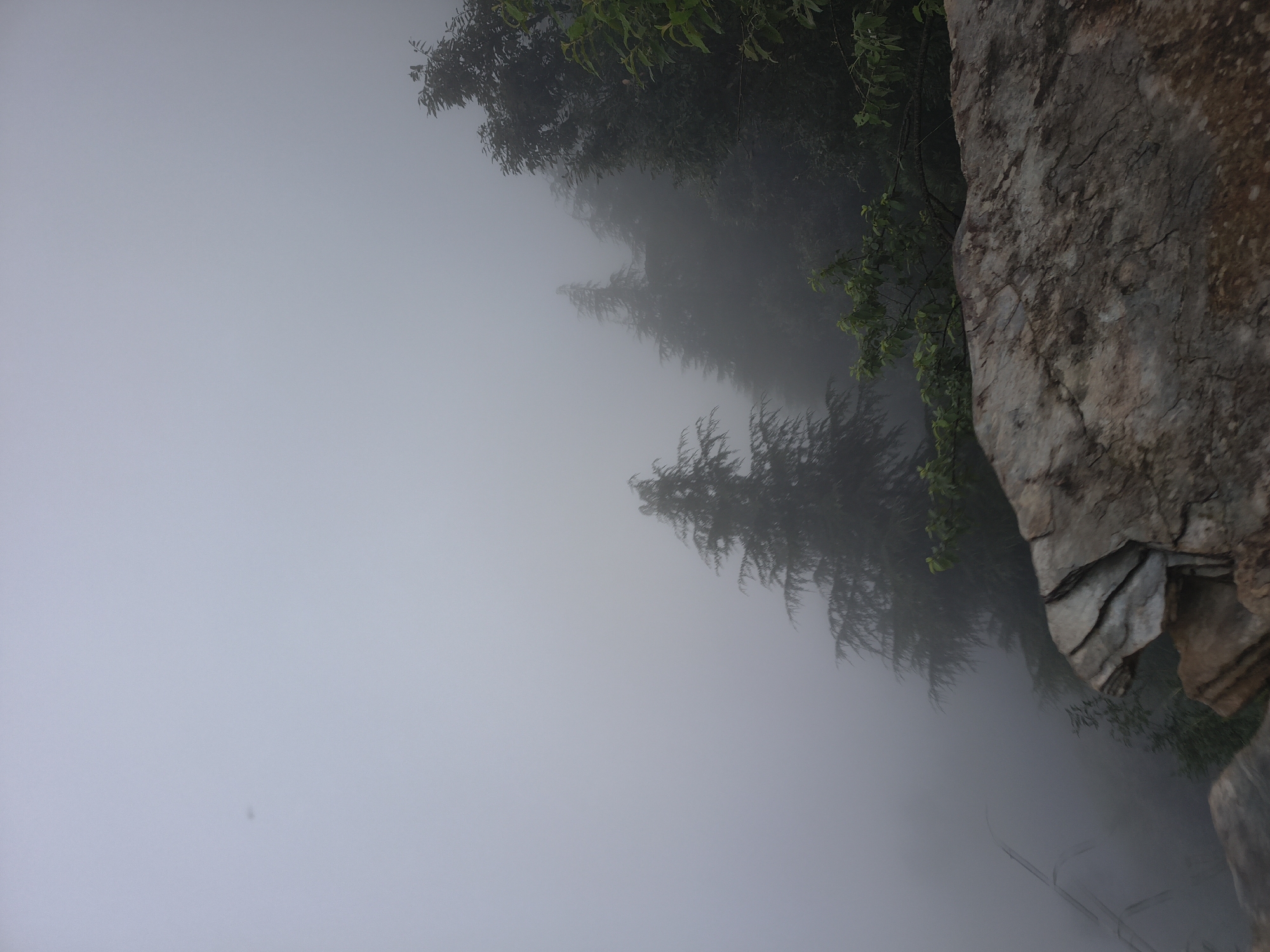 The image depicts a foggy landscape in the city of Bhagsu, India. In the foreground, a large, textured rock formation occupies the lower right portion of the frame. Behind the rock, a dense cluster of evergreen trees emerges from the mist, with their tops disappearing into the fog. The trees are silhouetted against the hazy sky, creating a sense of depth and mystery. The overall atmosphere is serene and tranquil, with the fog muting the colors and softening the edges of the landscape. The scene appears to be a natural environment, possibly a mountainside or a forest, with the rock formation suggesting a cliff edge or a natural elevation.