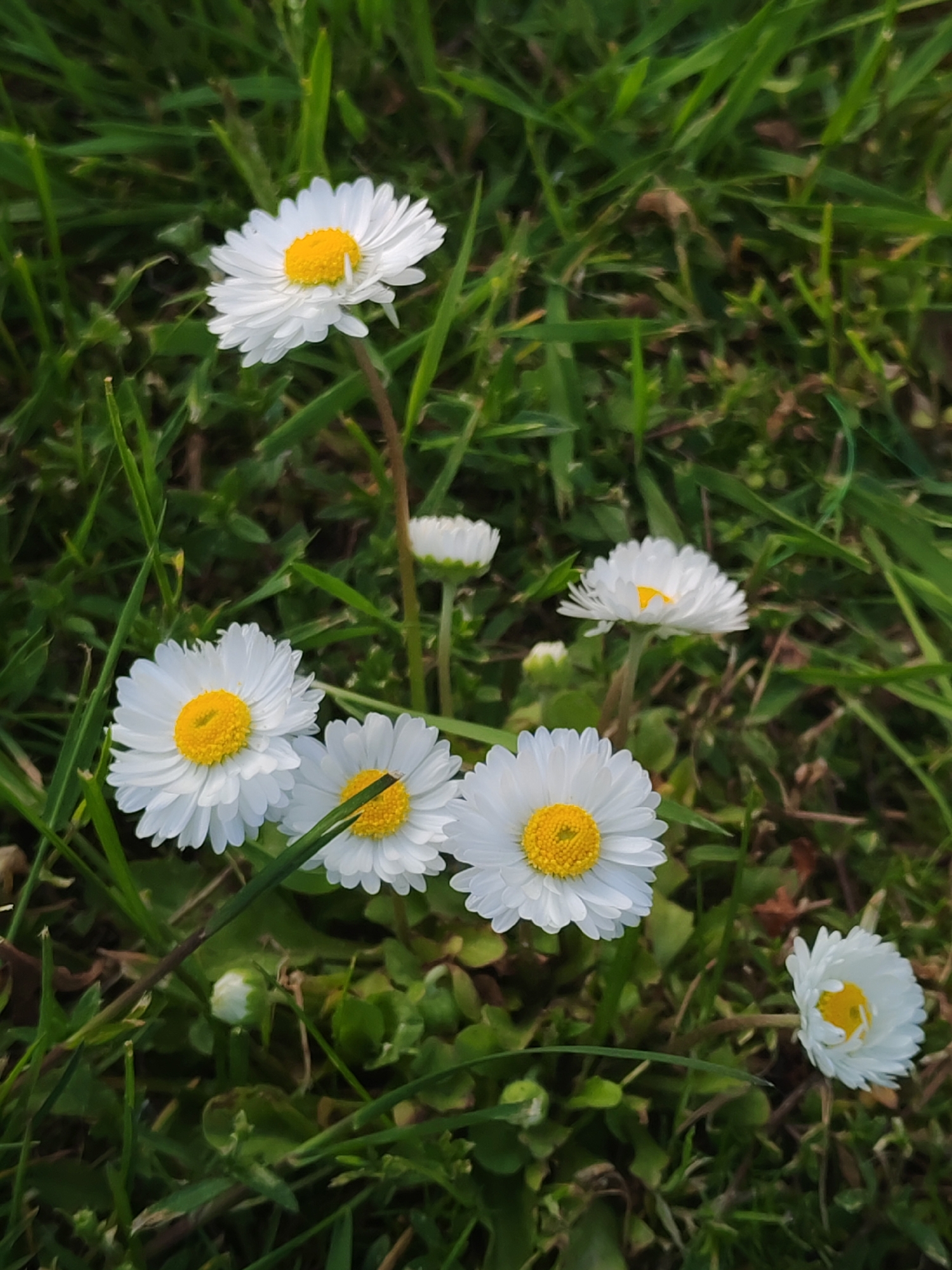 The image shows a cluster of daisies in a grassy area. The flowers have white petals and yellow centers. The background consists of green grass and other plants. The location is an unknown city.