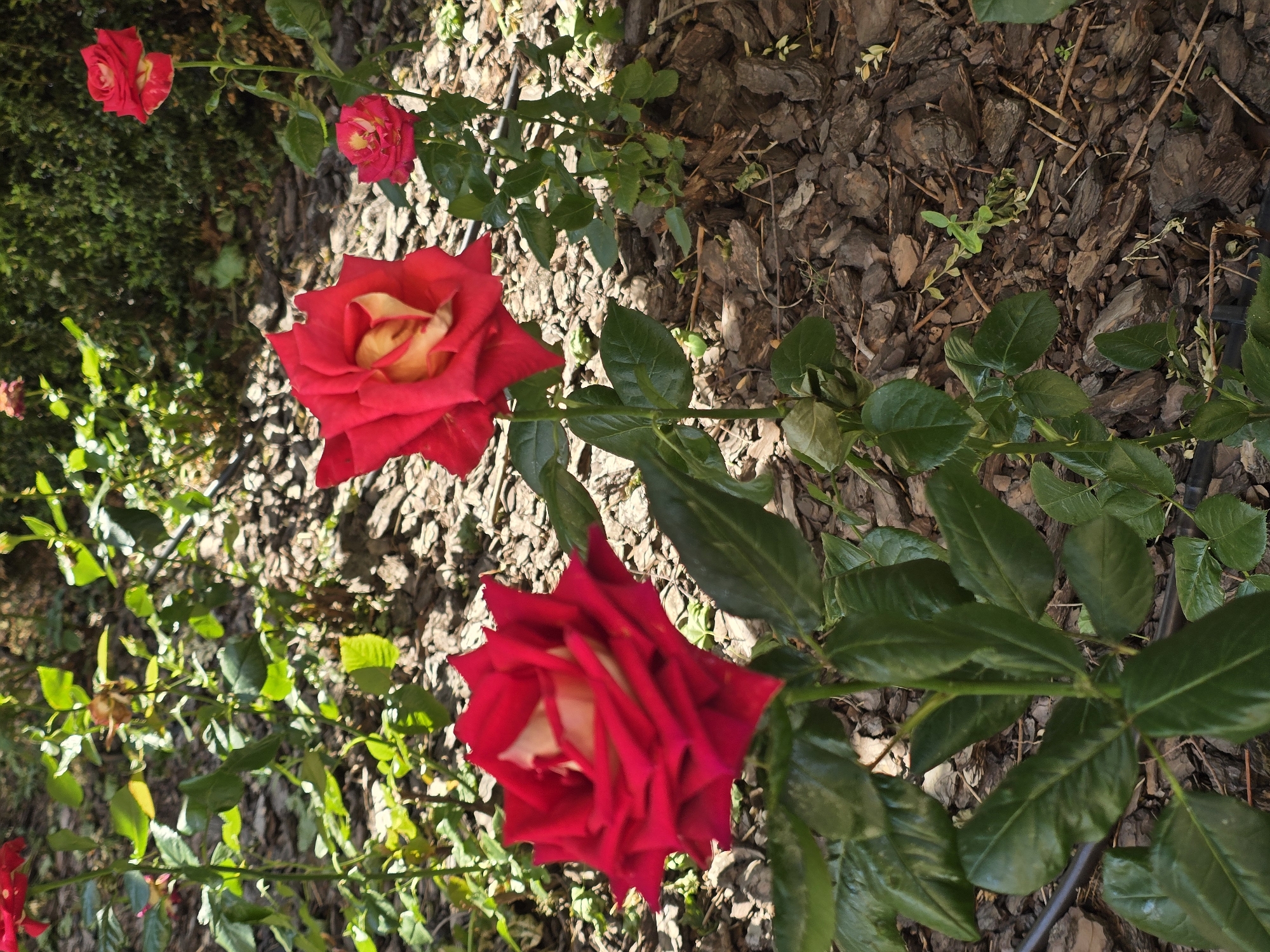 The image depicts a close-up view of several red and yellow roses in a garden setting. The roses are in various stages of bloom, with some fully open and others just beginning to unfurl. They are supported by green stems and surrounded by lush green leaves. The background consists of a textured ground covered in bark mulch, with dappled sunlight filtering through unseen foliage. In the distance, a dense green hedge forms a backdrop. The scene appears to be outdoors, likely in a residential garden or park. The presence of roses and the natural environment suggest a temperate climate. The image does not contain any individuals or any discernible human activity. The overall impression is one of natural beauty and tranquility.
