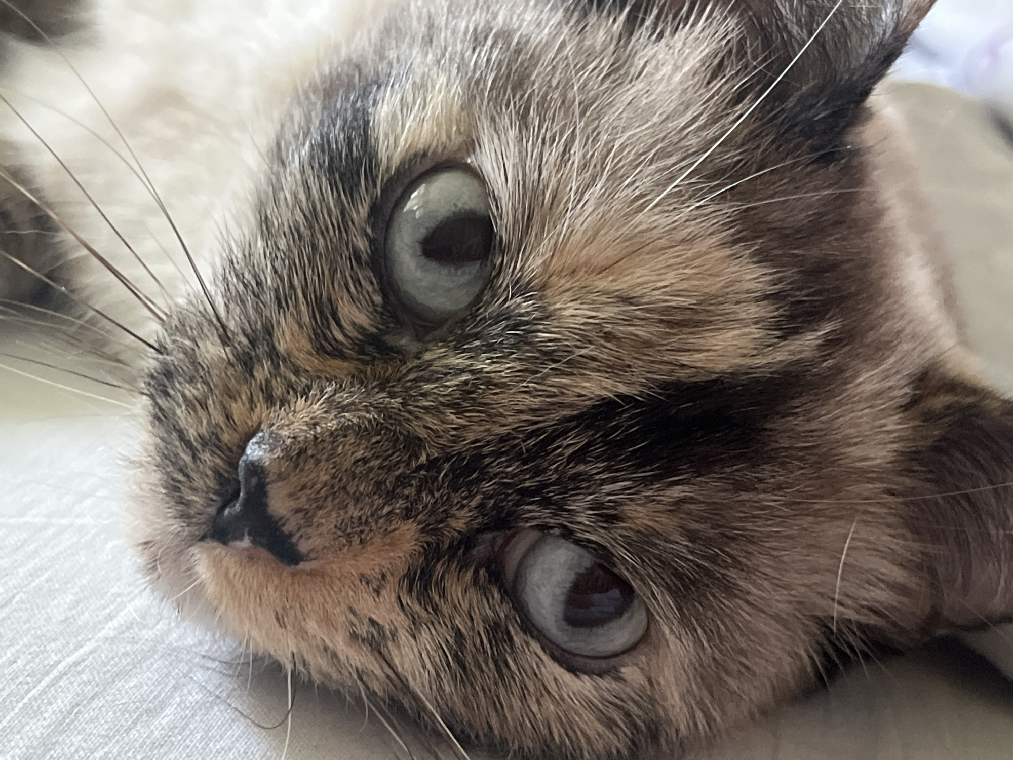This is a close-up, eye-level, indoor photograph of a domestic cat's face, with the camera focused on its eyes and nose. The cat is lying down on a textured, light-colored surface that appears to be fabric. The cat's fur is a mix of brown, black, and cream, with distinct tabby markings on its face. Its eyes are large and light blue-gray with black pupils. The cat's nose is black and heart-shaped, with a white spot on its chin. Several long, white whiskers are visible. The background is out of focus and appears to be a light, neutral color. The lighting is soft and natural, illuminating the cat's features. The image is cropped tightly, with the cat's head and upper body filling most of the frame. There are no people or other animals visible in the image. The specific location in the city of Unknown, Unknown is not determinable from the image.
