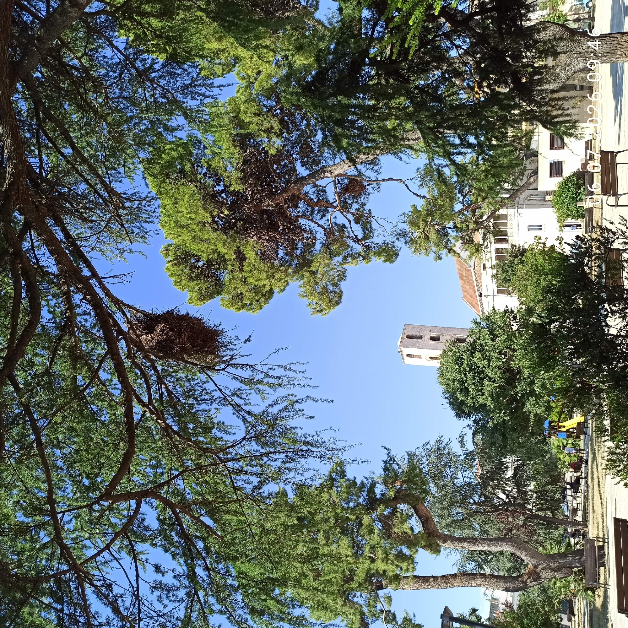 The image shows a view looking up through trees with a clear blue sky. In the distance, a stone bell tower and parts of buildings are visible. The trees are lush and green, with one prominent branch in the foreground supporting a large bird's nest. The scene appears to be outdoors in a park or public space, with benches visible and a playground in the background. The sunlight suggests it is daytime. There is text overlaid on the image on the right side, which reads "06/26 09:46".