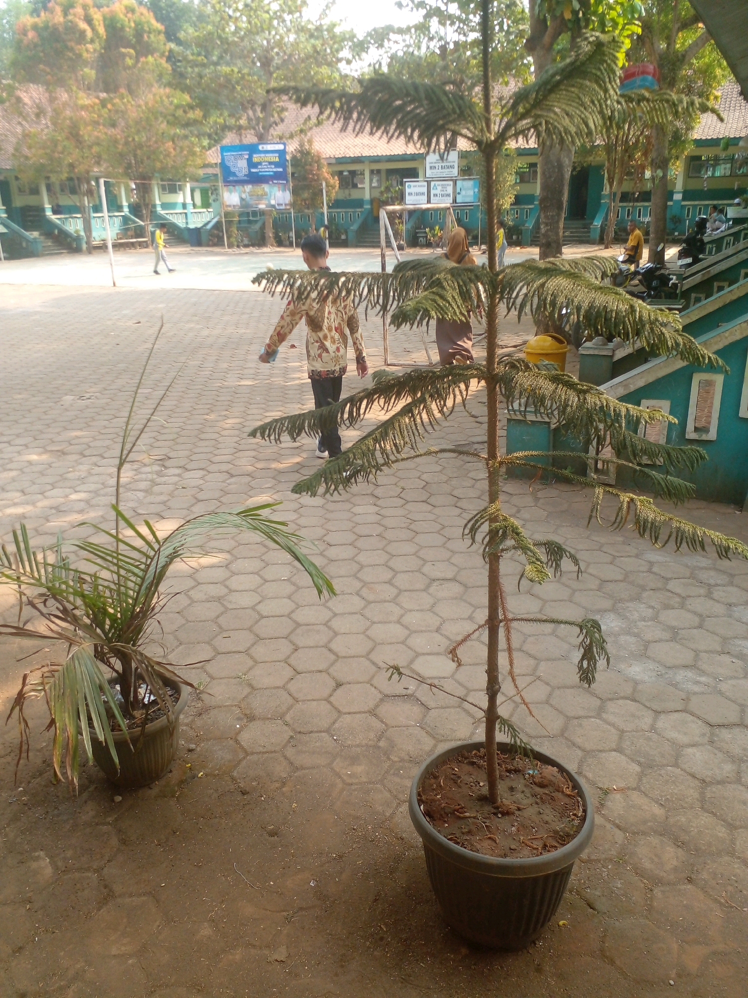 The image depicts an outdoor scene at what appears to be a school in Banyuputih, Indonesia. In the foreground, two potted plants are visible on a hexagonal paved surface. To the left is a smaller palm-like plant in a dark green pot. To the right is a taller, spikier tree in a dark grey pot. In the mid-ground, a person wearing a patterned shirt and dark pants walks away from the camera. Further back, another person in a brown headscarf and long skirt is walking towards the camera. Behind them, a yellow trash bin is present. The background shows a building with teal-colored accents and white trim, typical of Indonesian school architecture, with trees and foliage surrounding it. Several signs with text are mounted on the building. The overall lighting suggests it is daytime, with sunlight casting shadows on the ground.