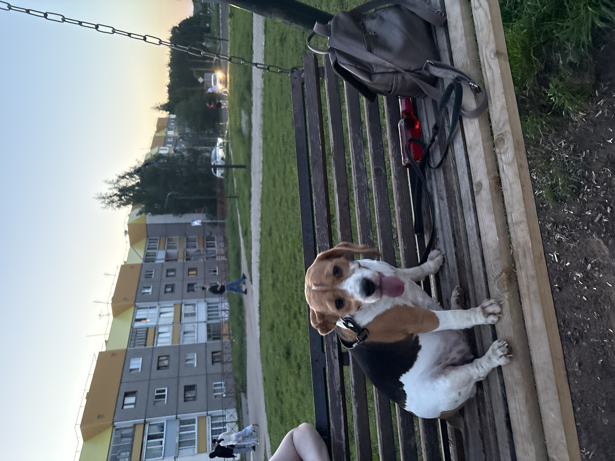 A beagle dog is sitting on a wooden bench, panting with its tongue out. A grey backpack and a red bottle are on the bench. The photo was taken during the day. In the background, there is an apartment building in the city of Марковский, Russia, and some greenery. A person is walking on the sidewalk.