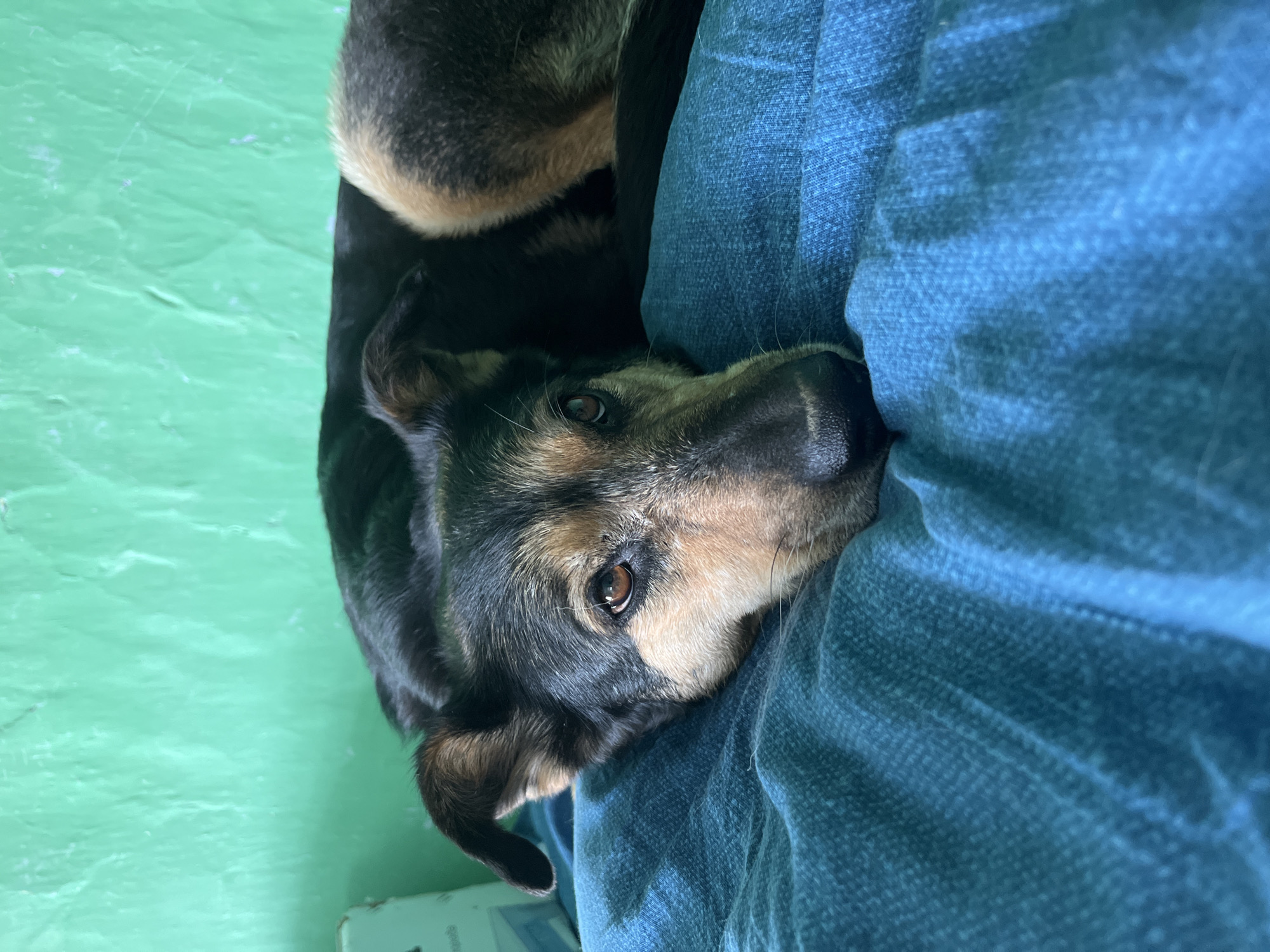 A medium shot depicts a black and tan dog resting its head on a person's lap, who is wearing blue jeans. The dog's tail is curled around its body. The background consists of a green-painted floor. The image's subject is the dog and the person's lap. The city of Nizhny Tagil, Russia, is not discernible from the image.