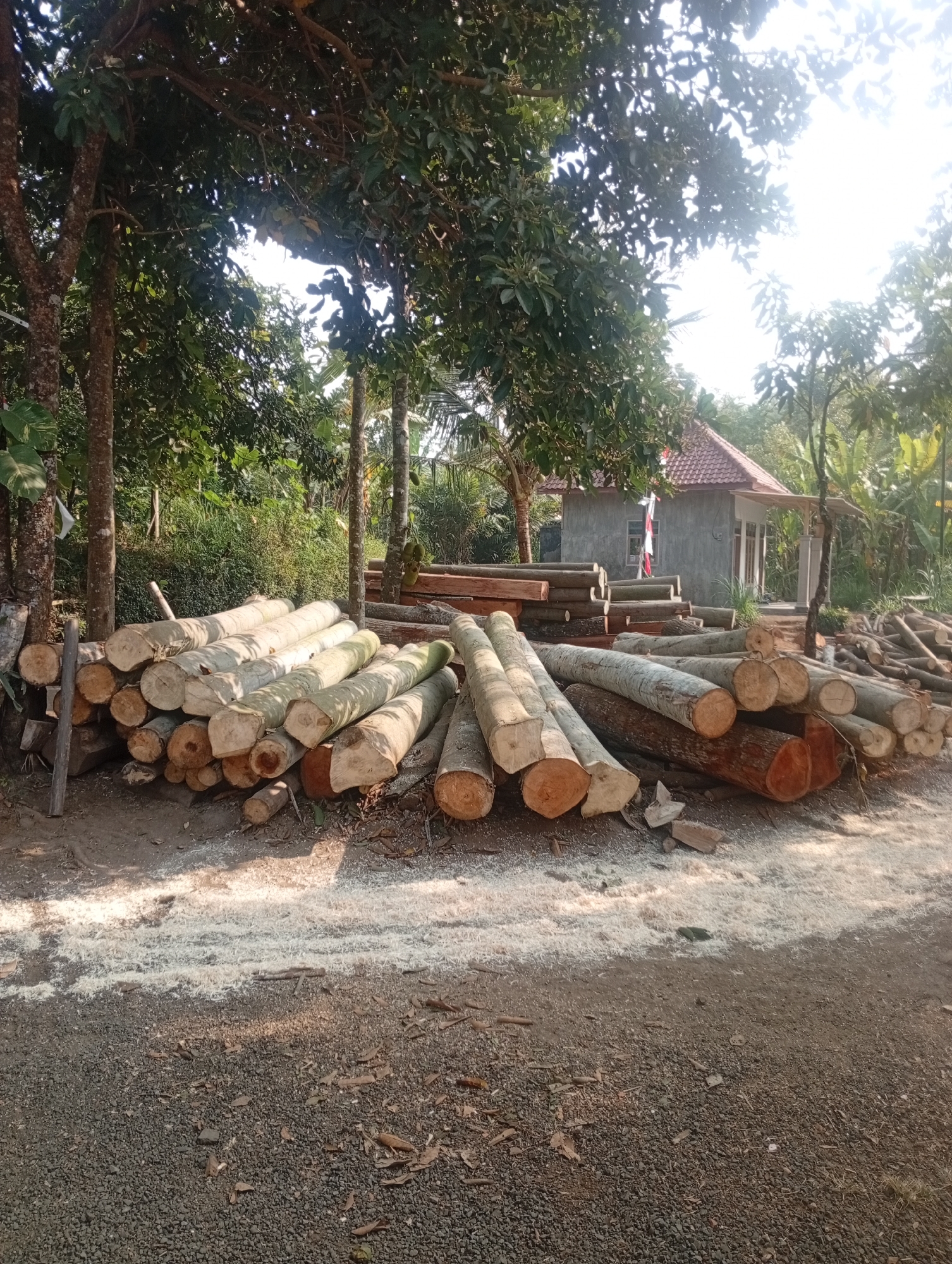A pile of cut logs lies on the ground in front of a small, gray building with a red tile roof. The logs are of varying sizes and appear to be rough cut, with sawdust scattered around them. The building has a porch with white pillars and a small flag flying from the roof. The scene is set in an outdoor environment with trees and foliage visible in the background, suggesting a rural or semi-rural location, possibly in Jatisari, Indonesia. The lighting suggests it is daytime, with sunlight filtering through the trees.