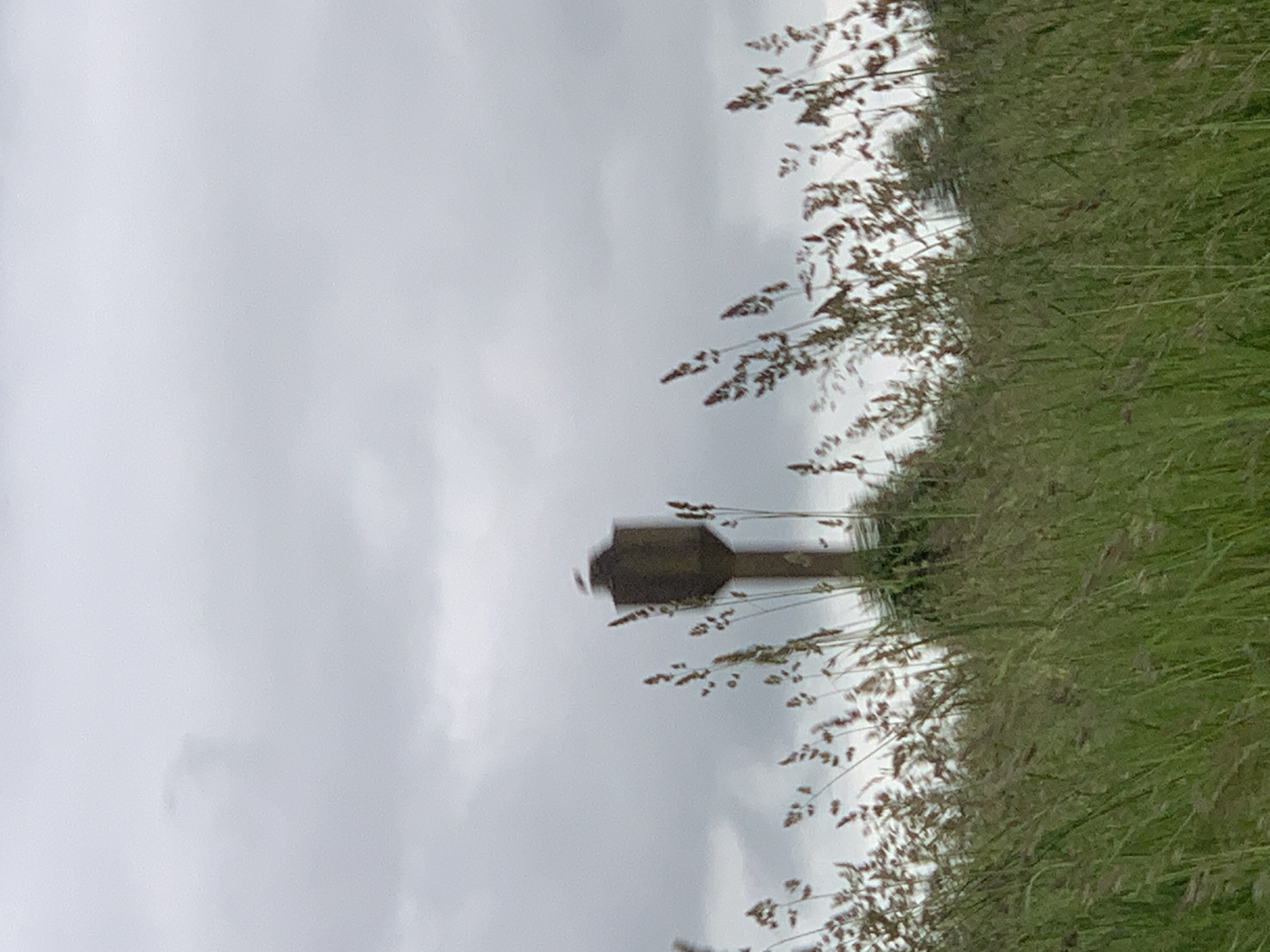 A bird is perched on top of a tall, narrow, brown structure in a field of tall grass under a cloudy sky. The structure appears to be a concrete tower or post, possibly part of a water tower or utility pole. The bird is small and dark-colored, with white markings on its head. The grass in the foreground is green and brown, with seed heads of various heights. The background is a blurry expanse of gray clouds. The location is Блеўчыцкі сельскі Савет, Belarus.