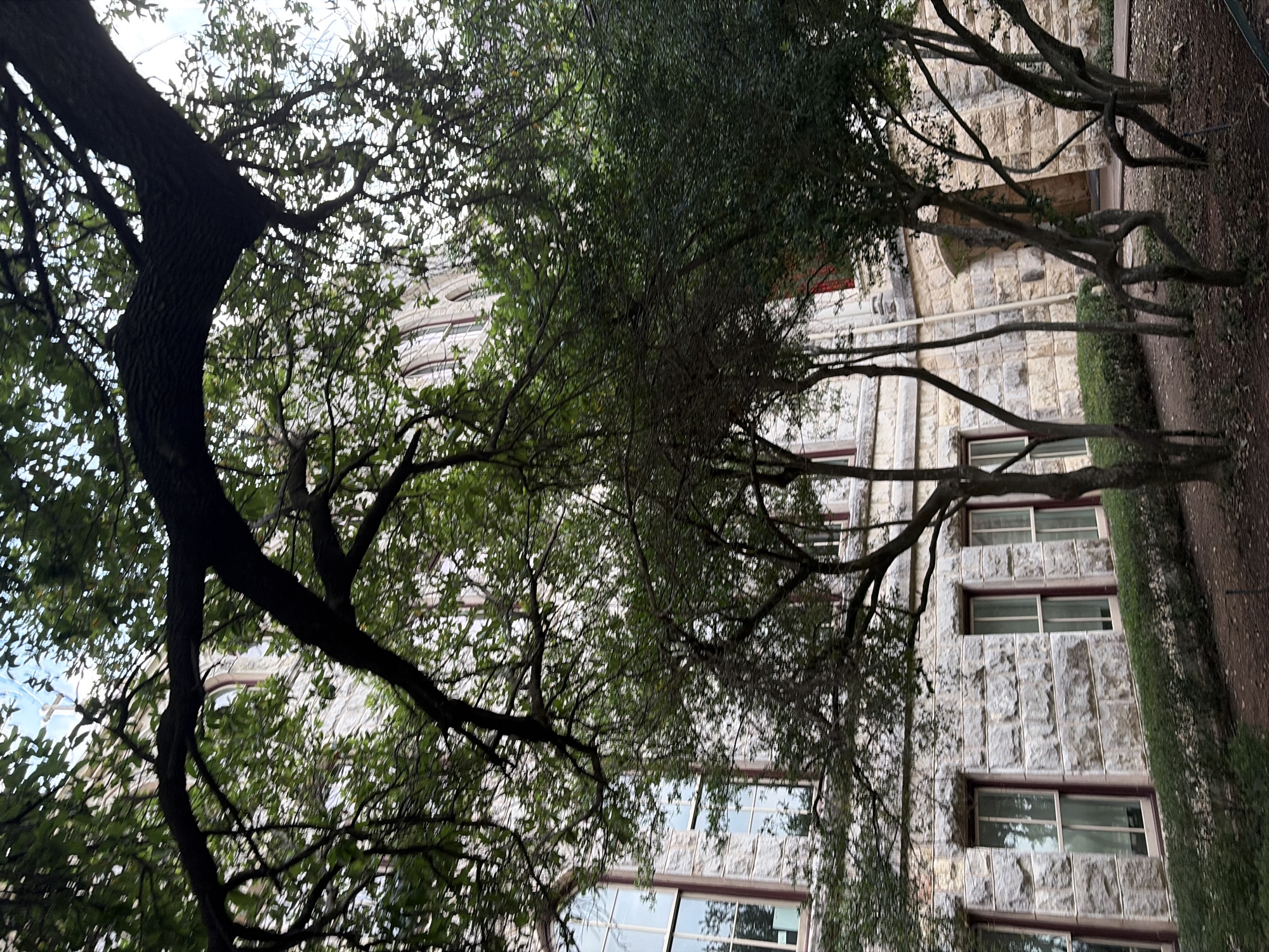 The image shows a building, likely on a university campus, with a facade made of grey stone. Windows are visible, framed in a darker color, possibly maroon. The building is partially obscured by trees with green foliage and dark branches. The trees appear to be located in a courtyard or green space adjacent to the building. The building's architecture suggests a historical or institutional purpose. Considering the university architecture of Austin, Texas, the building appears to be on the campus of the University of Texas at Austin.