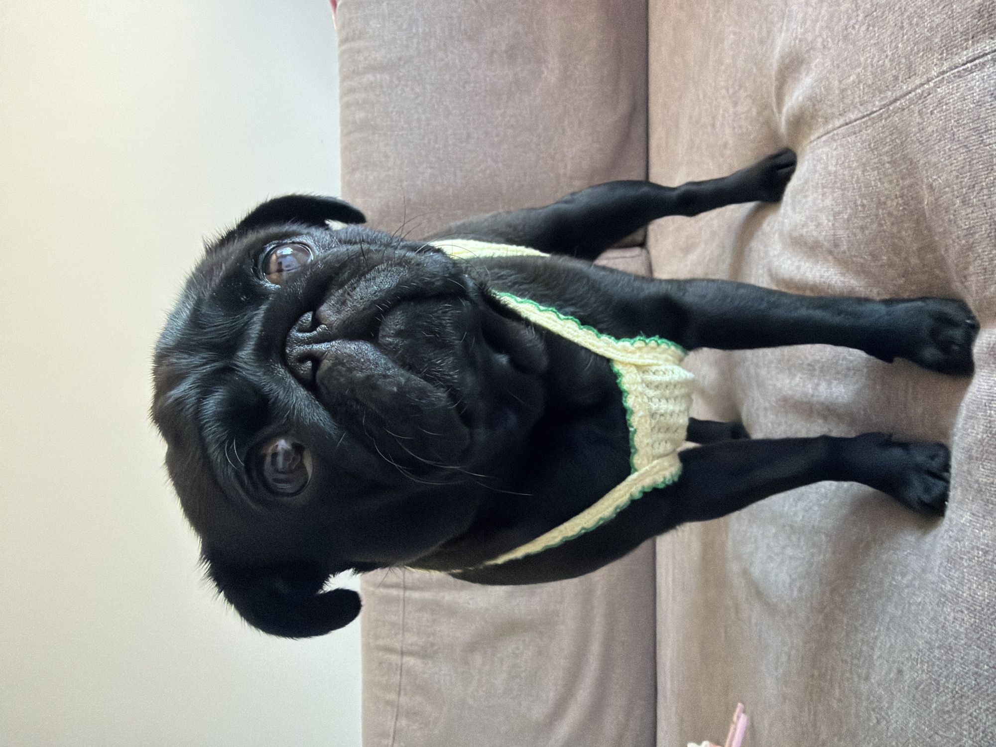A black pug stands on a light brown sofa, wearing a light yellow crocheted garment with green trim. The pug is facing forward, with its head tilted slightly to the right. Its eyes are wide and brown, and its snout is wrinkled. The background is a plain white wall and the back of the sofa. The image appears to have been taken indoors, in natural light. There is no indication of the city of Sirius, Russia, or any other location.