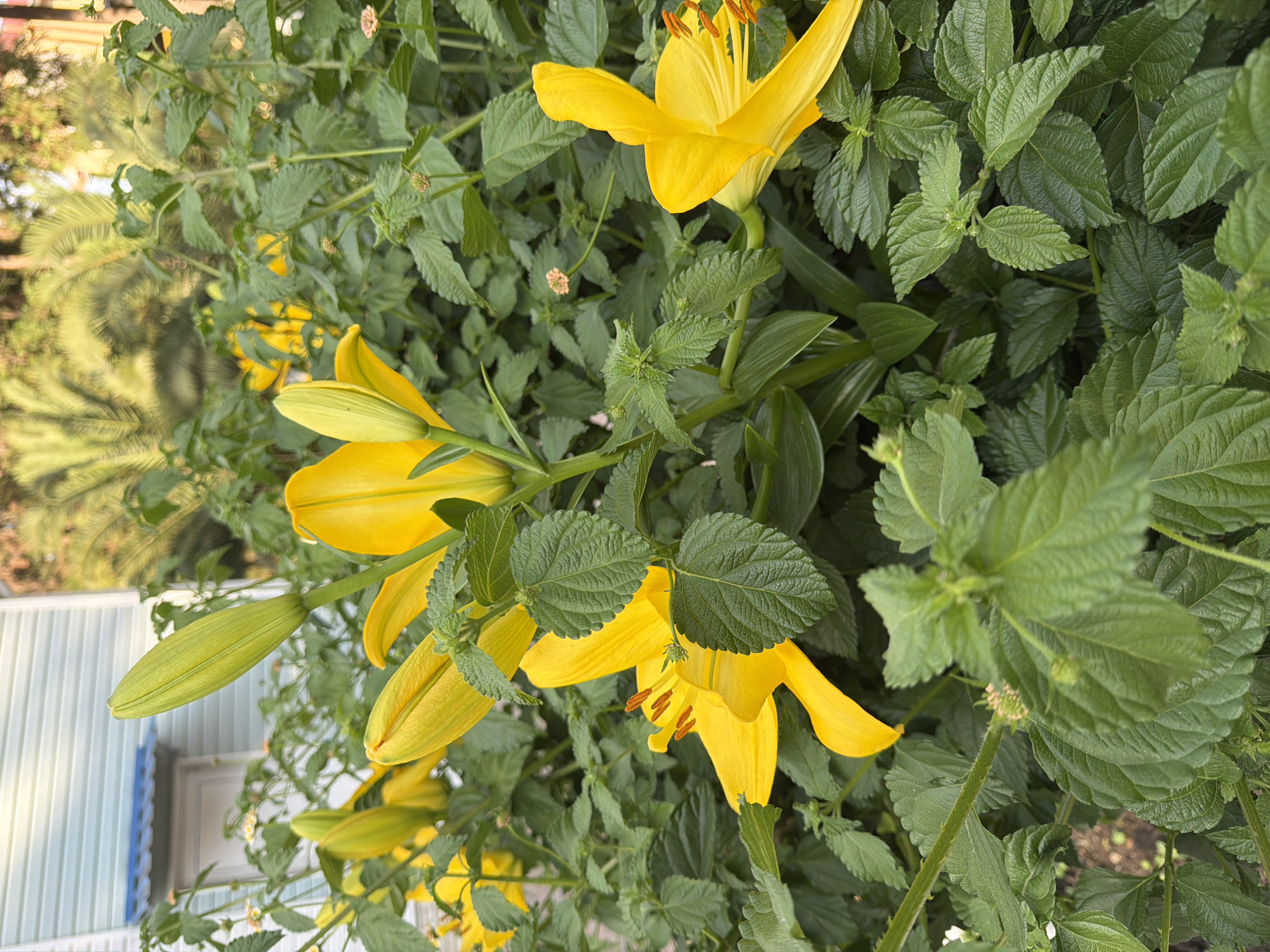A cluster of vibrant yellow lilies is in full bloom, their petals unfurling against a backdrop of lush green foliage. One lily bud, still tightly closed, stands tall, hinting at more blossoms to come. In the background, a light blue and white building with a blue awning is visible, suggesting a residential or commercial structure. Palm fronds can be seen in the distance, indicating a warm climate. The overall scene is bright and sunny, with the natural beauty of the flowers taking center stage. This image was likely captured in Sochi, Russia, a city known for its subtropical climate and abundance of flowering plants.
