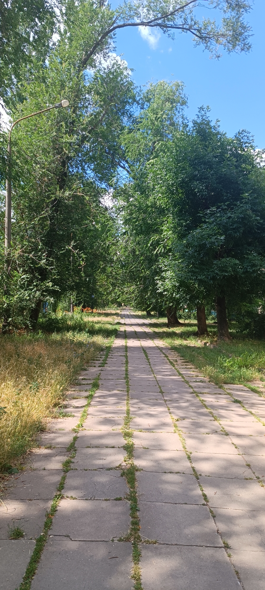 The image depicts a paved pathway in an urban park, likely in Zaporizhzhia, Ukraine, during daylight. The pathway is constructed from large, square concrete slabs with grass growing in the gaps between them. The path is flanked by mature trees with dense green foliage, casting shadows on the pavement. To the left of the path, dry, tall grass is visible, suggesting a warm season. In the background, the pathway recedes into the distance, leading towards a slightly more open area with more trees and some scattered vegetation, possibly flowerbeds, in orange hues. The sky above is blue with a few white clouds. A lamppost with a curved arm is visible on the far left, partially obscured by tree branches. There are no people or discernable animals in the frame. The scene conveys a sense of a well-established, albeit slightly unkempt, urban green space.