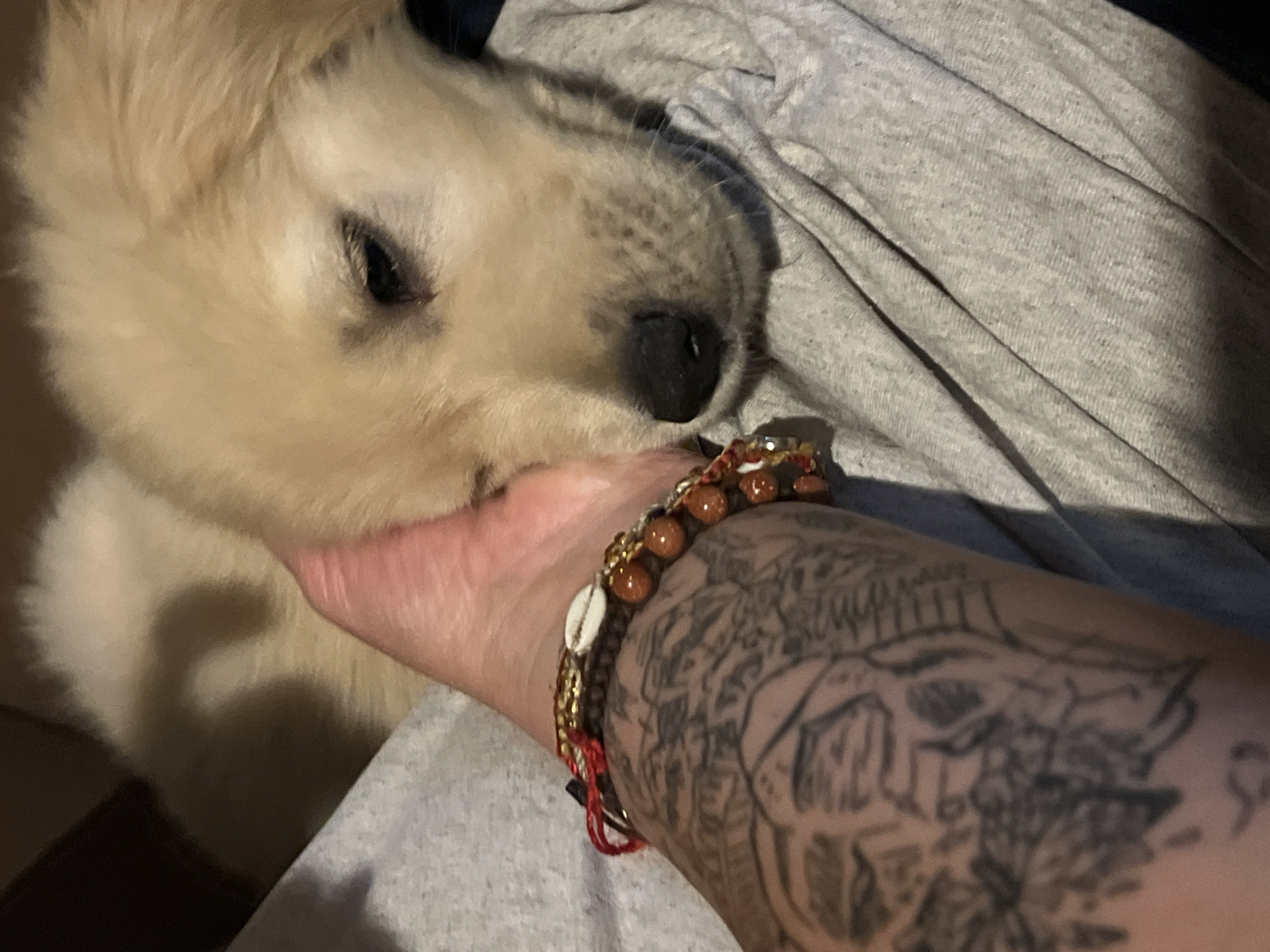 A close-up shot shows a light-colored puppy with its head resting on a person's hand. The puppy has its eyes closed and a black nose. The person's arm, visible in the foreground, features a tattoo and is adorned with a beaded bracelet. The bracelet has gold-colored beads, brown beads, and a small white shell. The person is wearing a grey, textured garment. There is no information to place this scene in Arica, Chile.