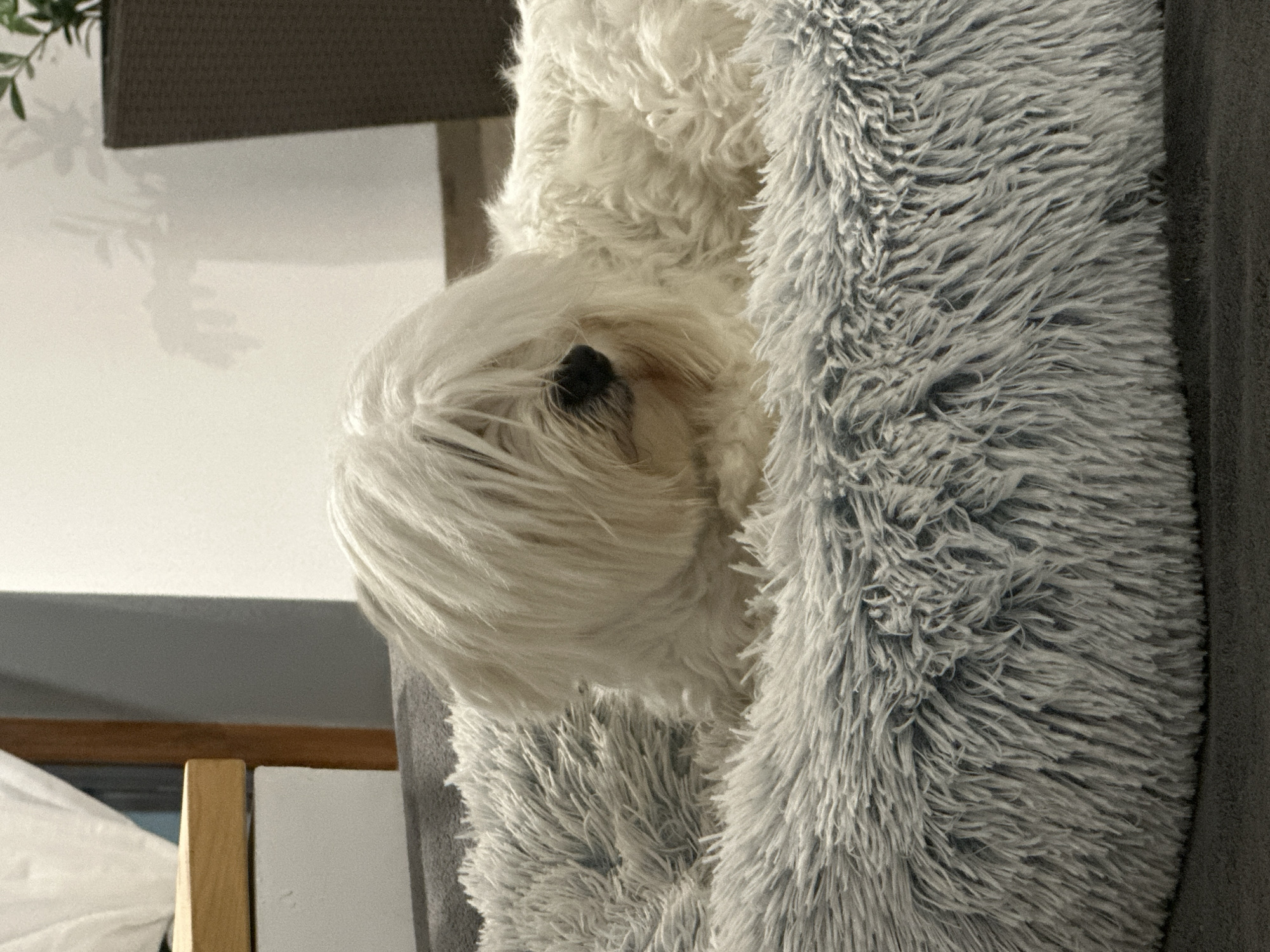In Marten, Bulgaria, a fluffy white dog with long hair covering its face is resting in a gray, plush dog bed. The dog appears relaxed, with its eyes closed or looking down. The background shows a wall, a wooden piece of furniture, and a dark plant pot. The lighting is soft, creating subtle shadows on the wall.