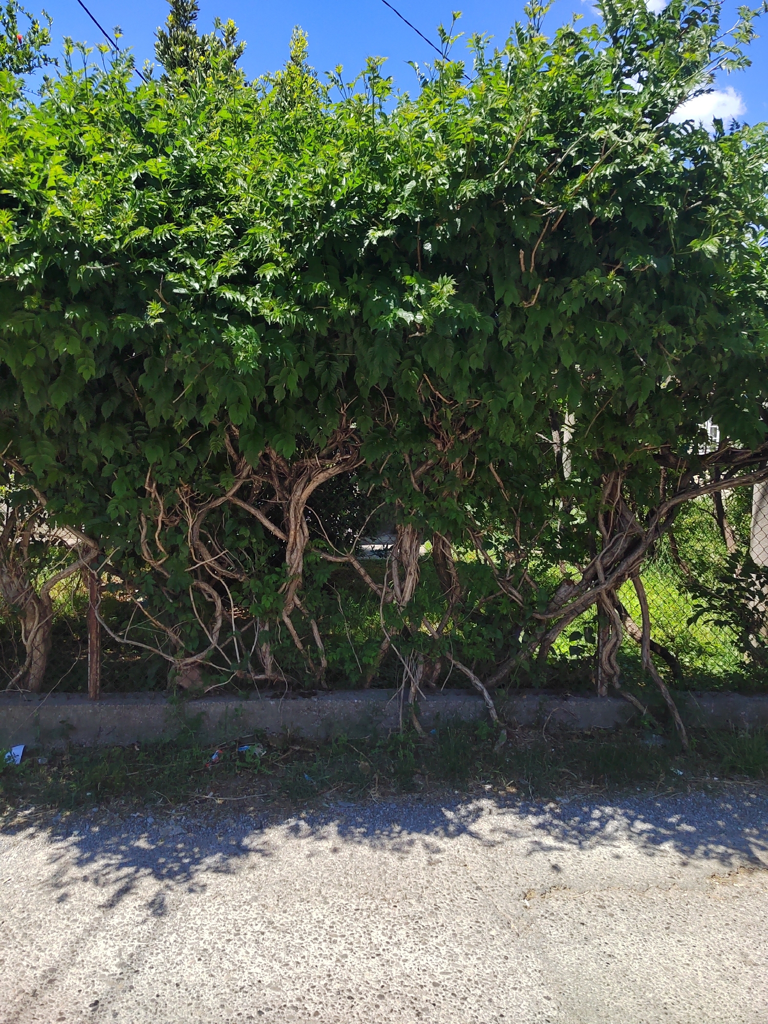 A dense green hedge, likely Virginia creeper, stands along a concrete curb next to an asphalt road. The thick foliage obscures a chain-link fence behind it. The road surface shows tree shadows, suggesting a sunny day. The sky is clear blue. The location is likely in Podgorica, Montenegro.