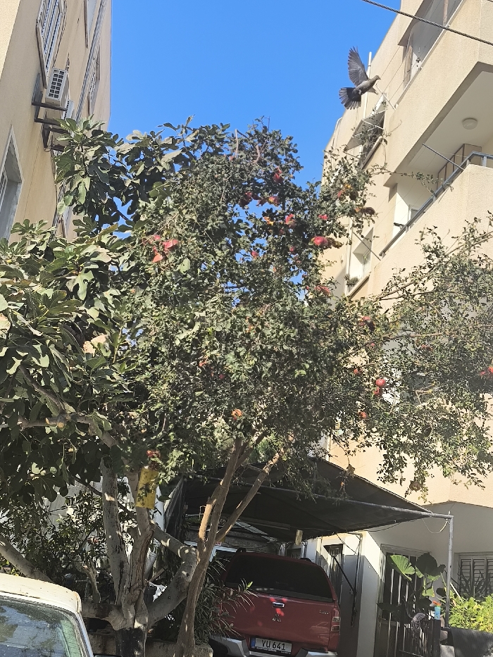 A vibrant, sunny scene captures a tree laden with red fruit. Adjacent to the tree is a building with visible windows and an air conditioning unit. A red pickup truck is parked under a shaded area. A bird flies in the bright blue sky near another building. The entire scene is captured at eye level.