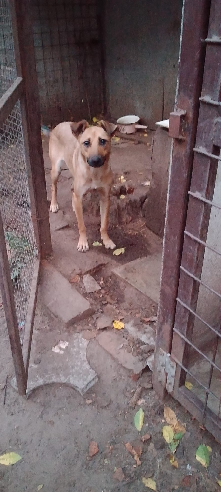 A medium-sized, light brown dog stands in an outdoor enclosure. The dog is facing the camera, with its head slightly tilted. It has dark brown eyes and a black nose. The enclosure appears to be made of metal fencing and concrete. Debris, including leaves and small pieces of concrete, is scattered on the ground. In the background, there is a white bowl and a dark, textured wall. The scene suggests a utilitarian or possibly neglected environment. The location is identified as Belgorod, Russia, an industrial city known for its historical significance and proximity to Ukraine.