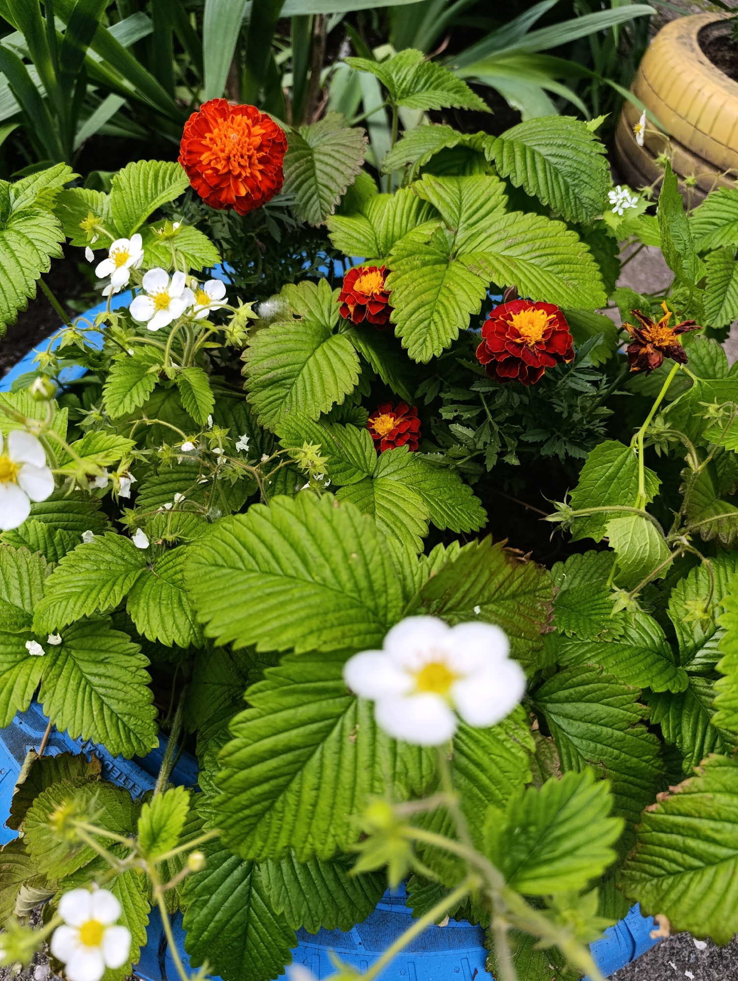 The scene depicts a close-up, outdoor view of a repurposed tire planter in Bila Tserkva, Ukraine, filled with flourishing plants. Dominating the planter are numerous strawberry plants (Fragaria species), identifiable by their deeply veined, green, trifoliate leaves with serrated edges, and several small white flowers featuring prominent yellow centers. Interspersed with the strawberry foliage are multiple marigold flowers (Tagetes species). A large, vibrant orange marigold is positioned in the upper central area. To its lower right, two smaller marigolds display dark red petals with contrasting yellow-orange centers. Further to the right, a single marigold appears senescent, with faded, brownish-orange petals. The planter itself is a car tire, painted a distinct blue. Parts of this blue tire are visible at the bottom and along the left edge of the frame. In the background, out-of-focus green foliage is visible. To the far right, a segment of another repurposed tire planter, painted yellow, is partially visible. No human figures are present, and no specific actions or interactions are occurring beyond the natural growth and blooming of the plants.