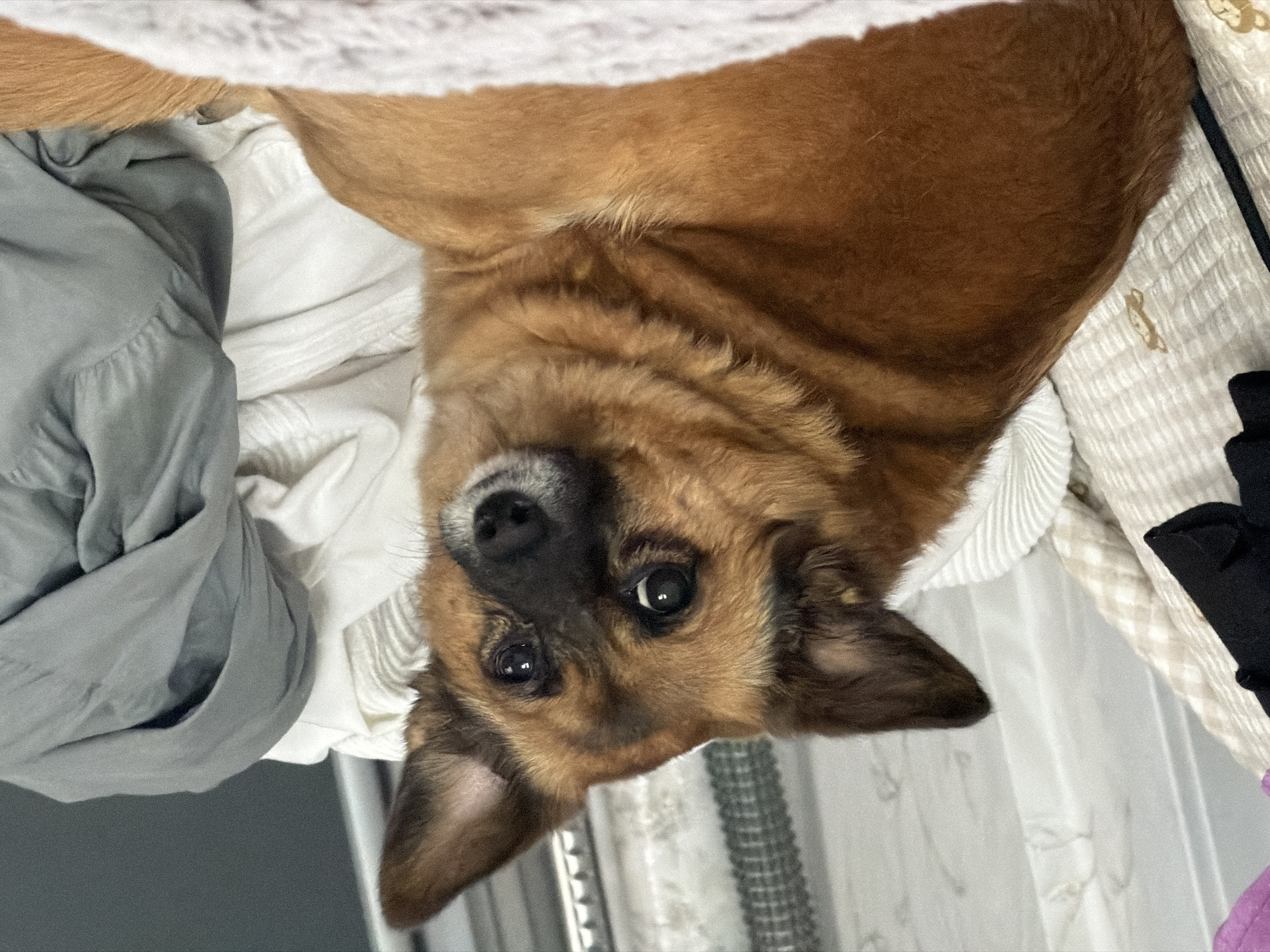 A medium-sized dog with tan and brown fur is lying on a bed. The dog is looking towards the camera with a slightly tilted head and big, dark eyes. The background is filled with soft bedding and blankets in various shades of white and gray, along with a bit of dark clothing visible on the left. The scene appears to be indoors. There are no people visible in the image.