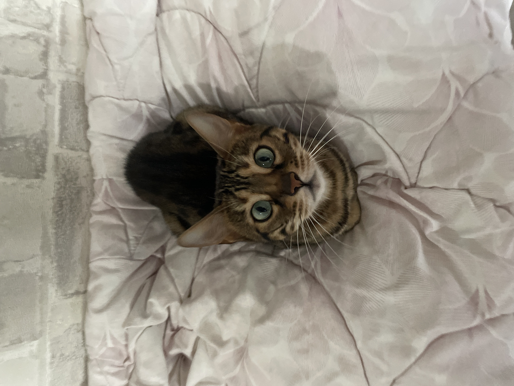 A Bengal cat is curled up on a pink comforter, with a brick wall in the background. The cat is looking directly up at the camera with striking blue-green eyes. The comforter has a subtle floral pattern. The scene appears to be indoors, possibly in a bedroom. There is no indication of the location in Kamyshlov, Russia.