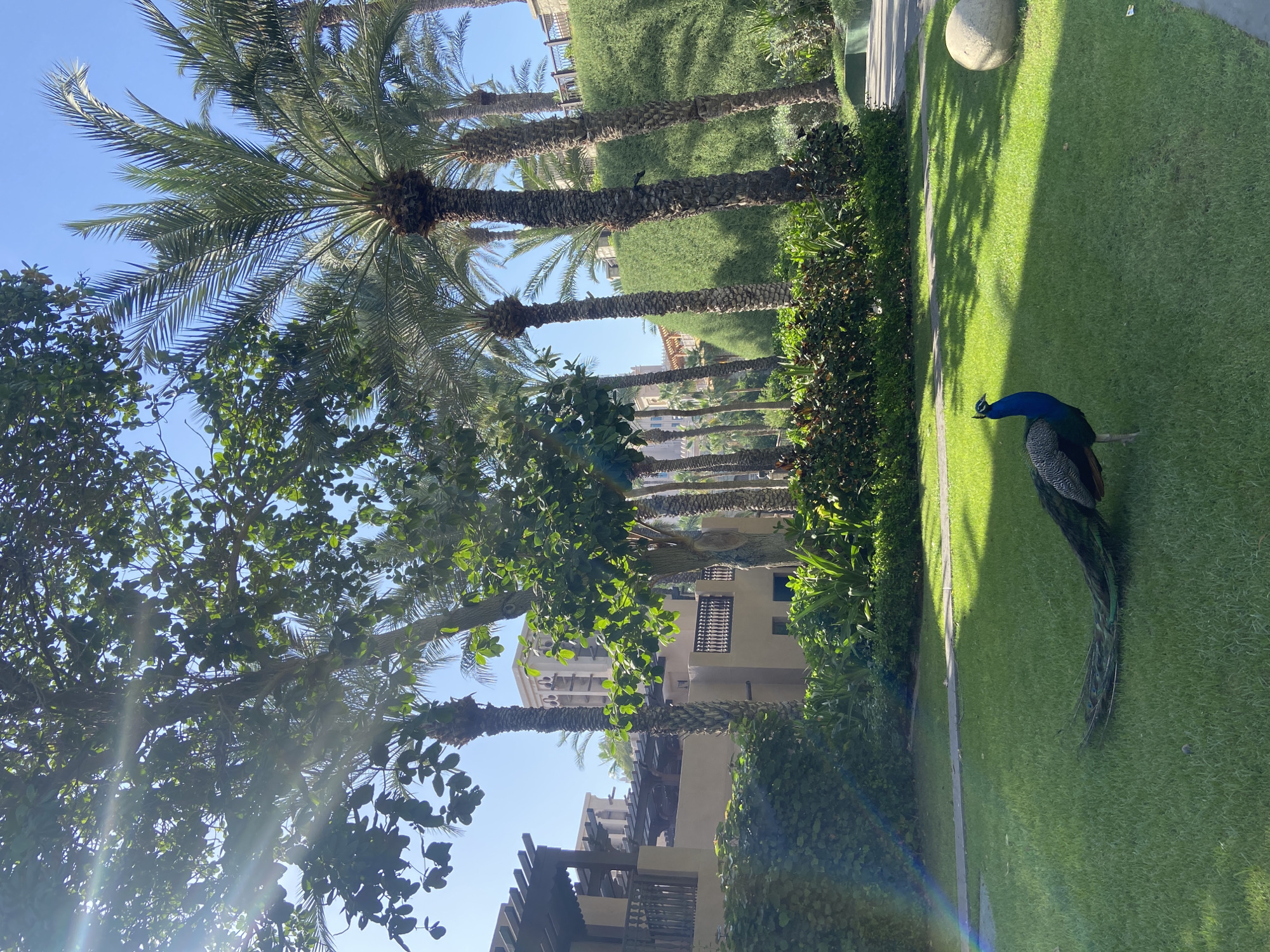 A peacock stands on a green lawn next to a sidewalk. A trimmed green hedge runs parallel to the sidewalk. A row of palm trees rises behind the hedge. Buildings are visible behind the trees. The photo appears to be taken in Dubai, United Arab Emirates. The sky is light blue.