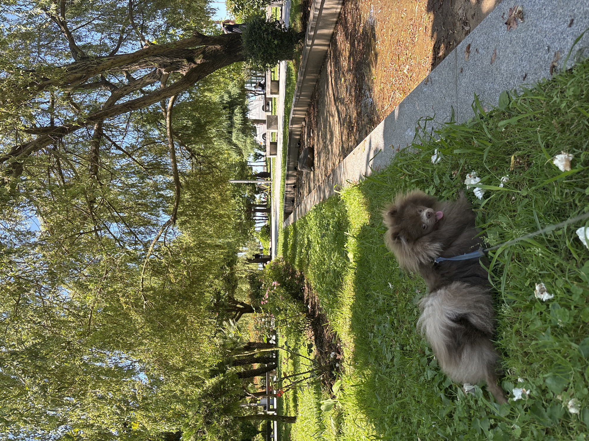 The image depicts a Pomeranian dog lying on lush green grass next to a paved pathway. The dog, a fluffy, brown Pomeranian, is on its side with its tongue sticking out, appearing relaxed. It is wearing a blue harness. White wildflowers are scattered amongst the grass.
The scene is an outdoor park setting with large, mature trees providing dappled shade. Sunlight streams through the leaves, casting shadows on the ground. To the left of the dog, a tree with a thick trunk and sprawling branches dominates the frame, its leaves a vibrant green. Beyond the grass and pathway, there's a glimpse of a park area with benches, a fountain or water feature, and more trees. In the distance, some people are visible, suggesting a public park. The paved pathway is bordered by a granite-like edge, and beyond that, the ground is covered with fallen leaves and dirt.
The time of day appears to be daytime, judging by the strong sunlight and clear blue sky visible through the tree canopy. The weather seems pleasant and warm, conducive to outdoor activities. The overall mood of the image is peaceful and relaxed, highlighted by the dog's contented pose. The location context is Batumi, Georgia, suggesting a park in this coastal city. There is no visible text in the image.