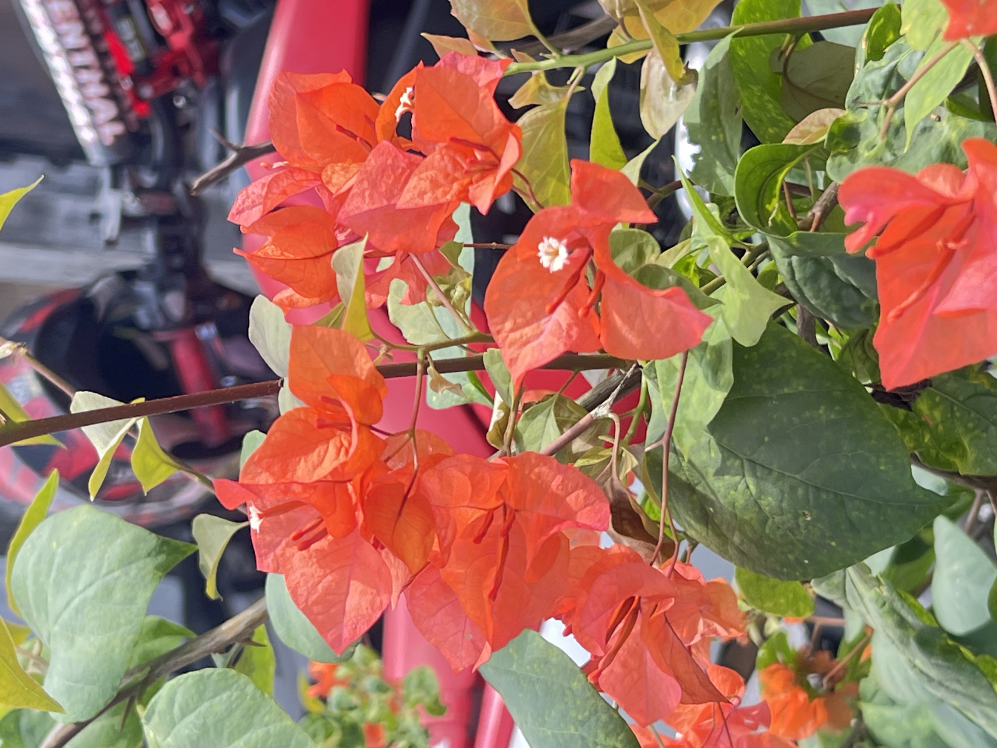 This image captures a close-up view of vibrant orange bougainvillea flowers and green leaves. The flowers are the primary focus, with their delicate, papery petals unfurling. In the background, out of focus, a red motorcycle with a black seat and handlebars is visible, along with what appears to be part of a building or structure. The scene suggests an outdoor setting, likely a garden or roadside in Denpasar, Indonesia, given the presence of the motorcycle which is a common mode of transportation there. The lighting indicates it's daytime, possibly sunny, as evidenced by the bright colors and slight shadows. There are no people visible in the image.