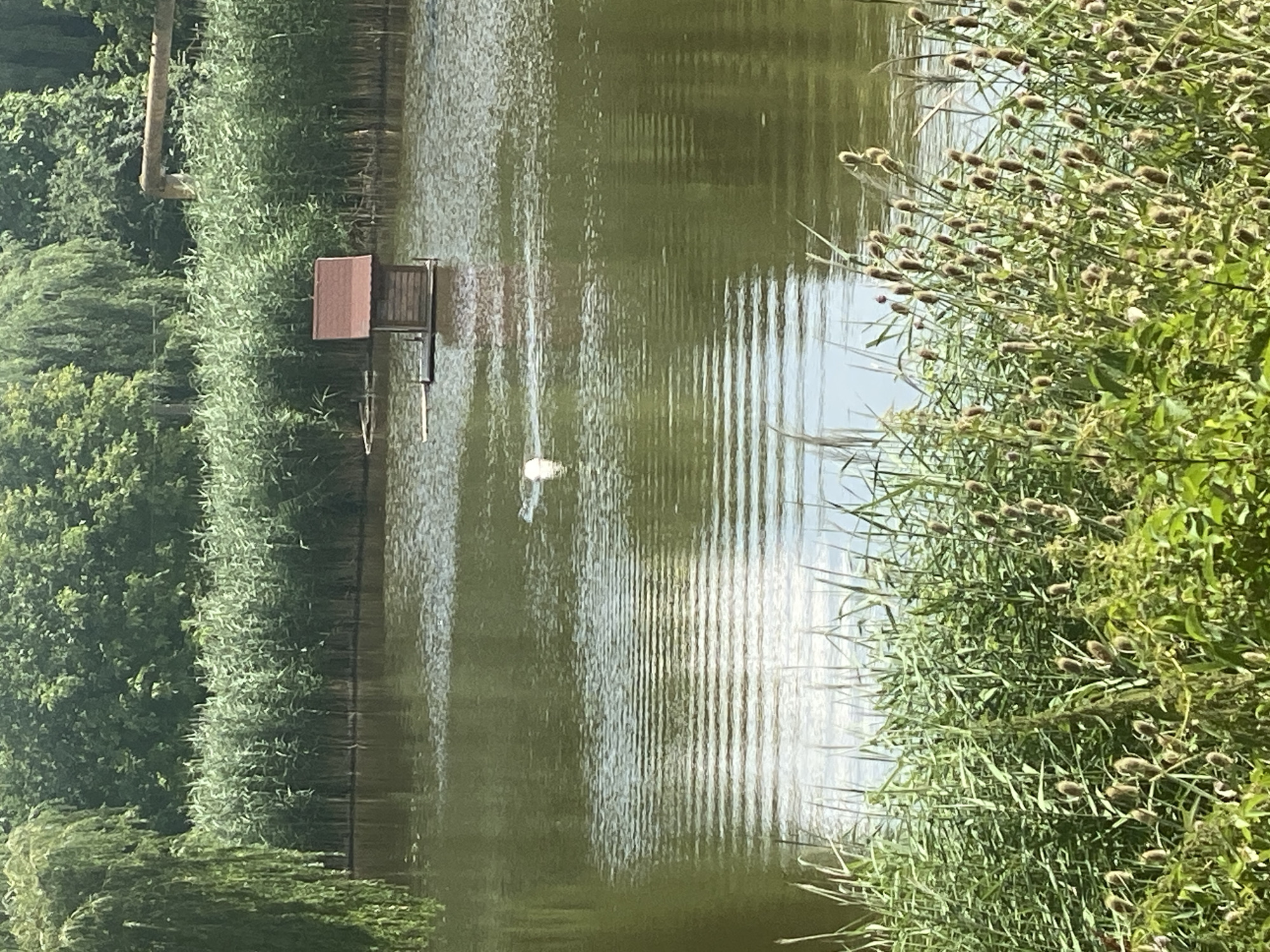 The image depicts a serene natural landscape, likely a park or nature reserve, with a body of water dominating the foreground. The water is calm, with gentle ripples creating a textured surface that reflects the surrounding greenery. In the middle ground, a small wooden structure, possibly a duck house or a miniature cabin, floats on the water. To the right of this structure, a white bird, likely a swan or a duck, is visible swimming, leaving a subtle wake. The background is a dense wall of tall, green reeds, which then transitions into a lush forest of trees under a bright sky. The foreground is characterized by thick, green vegetation, including tall grasses and thistle-like plants with brown seed heads. The overall impression is one of a tranquil, undeveloped natural environment.