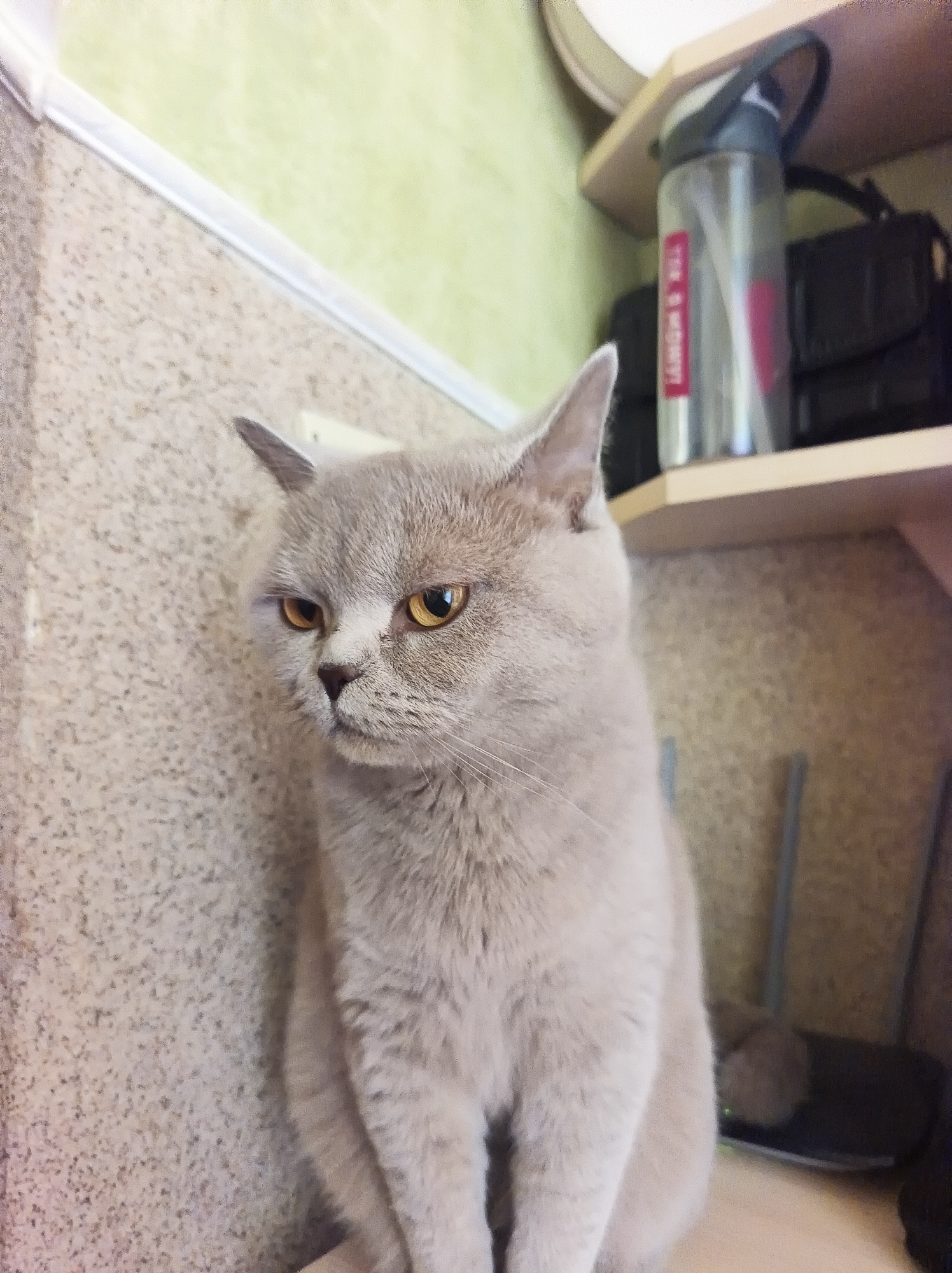 A light gray British Shorthair cat is sitting on a surface next to a speckled wall. The cat is facing left, with its amber eyes looking forward. The cat's ears are pointed upwards. Behind the cat, shelves are visible, holding a water bottle with a red label and a black bag. The background wall is a pale green color. The setting is indoors, likely a home, and there is no indication of the specific location within Ternopil, Ukraine.