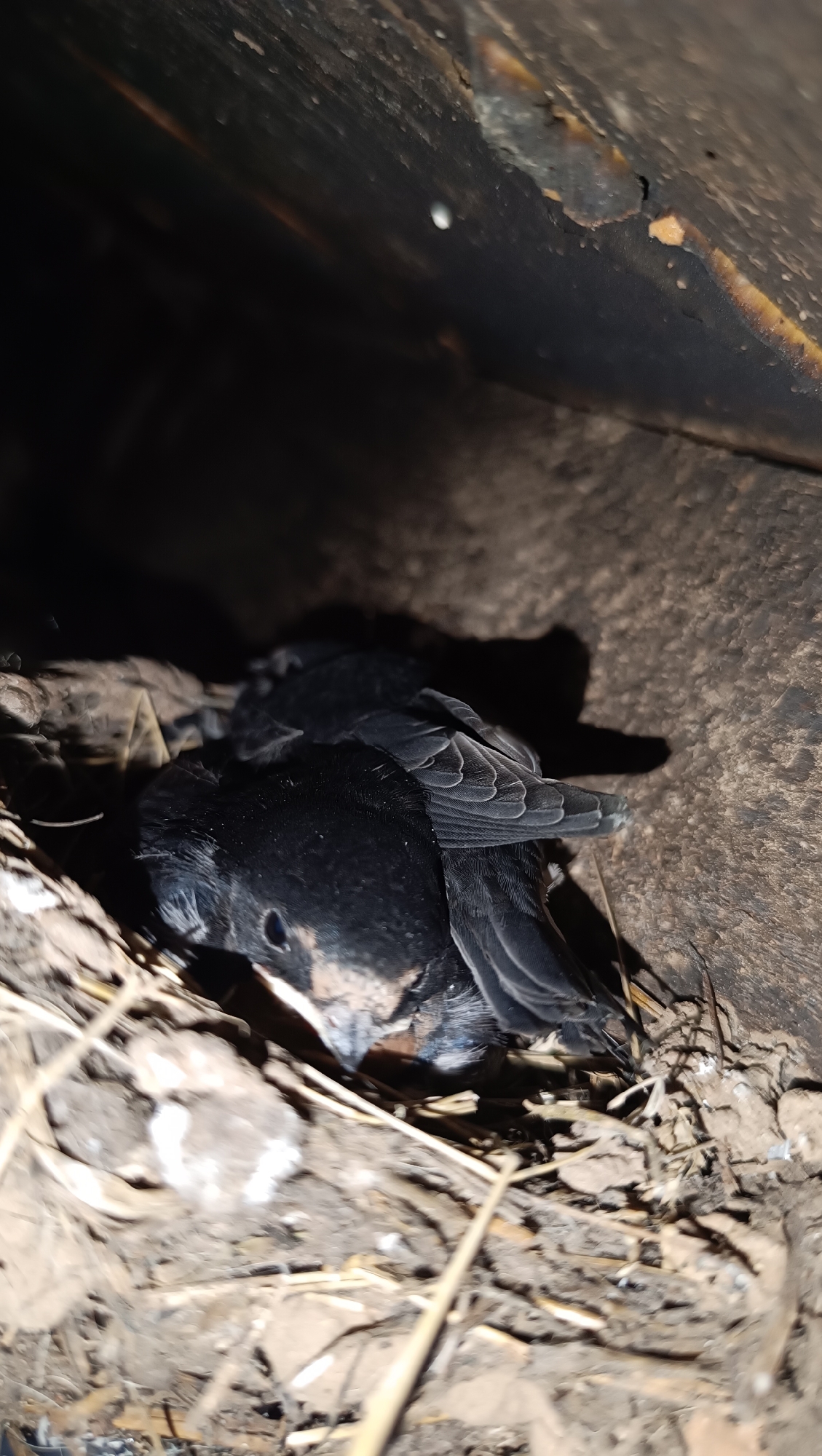 A close-up, low-angle shot shows a bird nest containing three young swallows nestled together. The nest is composed of dry grass, mud, and twigs, situated within a dark, enclosed space, possibly under a roof or overhang. The birds are dark black with some lighter brown markings on their faces. One bird is more prominently in focus, its head resting on its body, with its wings folded. The other two birds are partially visible and appear to be huddled together. The lighting is dim, casting shadows and highlighting the textures of the nest and the birds' feathers. The environment suggests an outdoor, natural setting within an urban or suburban area.