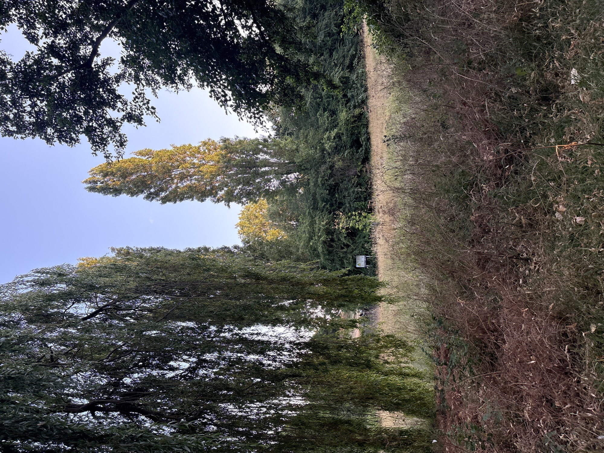 The image depicts a natural scene with dense foliage and vegetation. In the foreground, on the left, is a large weeping willow tree with its branches hanging down. Beyond the willow, a grassy field stretches out, with tall, dry grasses and some scattered brown vegetation. In the middle ground, there is a dense line of trees and bushes. Two tall, slender trees with bright green foliage are prominent in this area, catching the sunlight. A small white sign with a black border and some symbols is visible amongst the trees. On the right side of the image, the branches of another large, leafy tree extend into the frame, partially obscuring the sky. The sky itself is a clear, light blue, suggesting it is either early morning or late afternoon. There are no people or animals visible in the scene. The overall impression is one of a tranquil, somewhat wild natural setting, likely a park or a wooded area.
This scene is located in Hylands Park, Chelmsford, United Kingdom. Specifically, the area depicted is likely near the lake or the informal areas of the park, where such dense natural growth and open fields can be found. The presence of a sign suggests a managed area within the park, possibly indicating a trail or informational point.