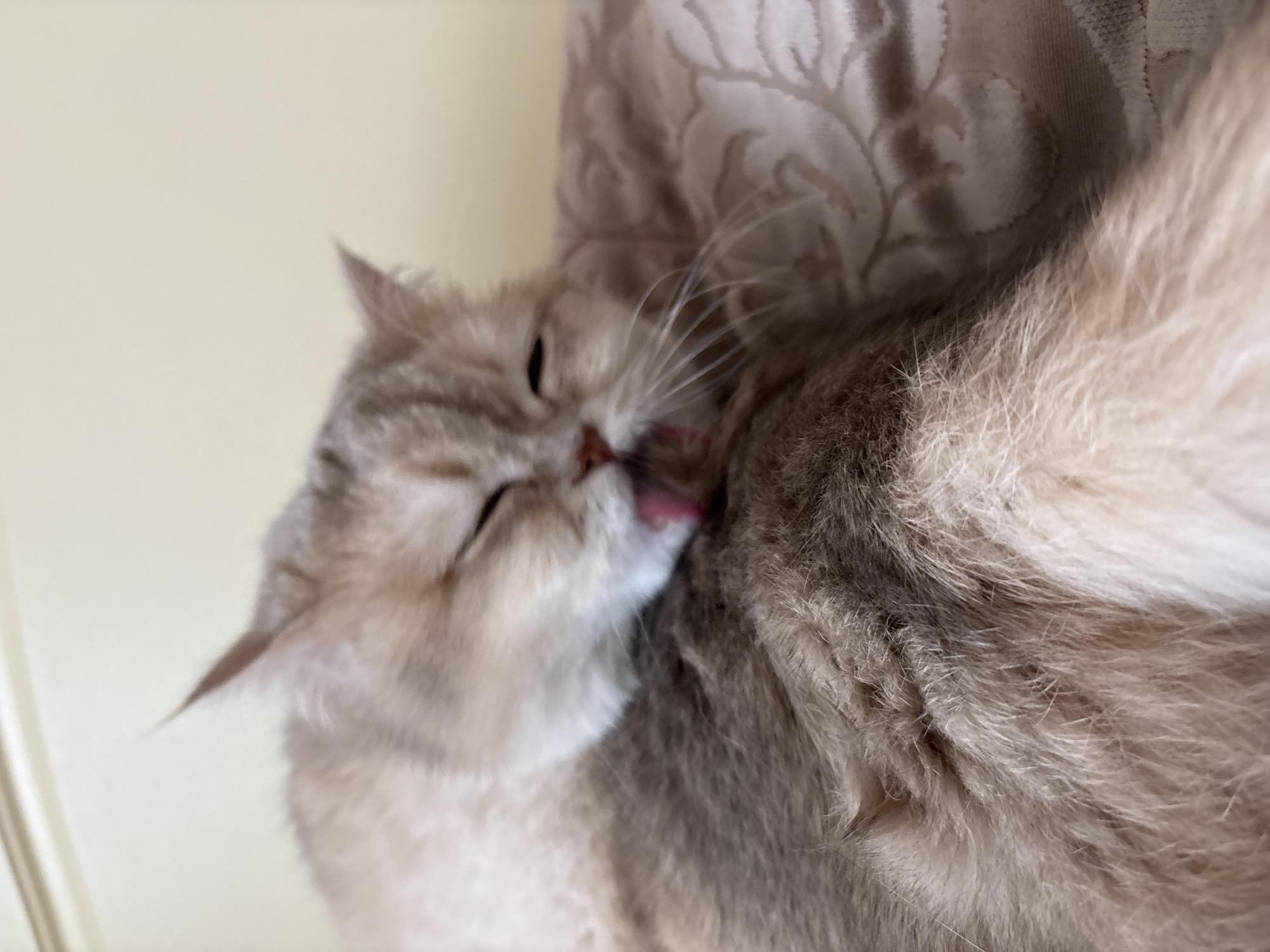 A light-colored tabby cat is grooming itself. The cat is shown up close, its tongue extended as it licks its fur. A neutral-colored wall and a patterned pillow can be seen in the background. There is no evidence to support the claim that the image was taken in the city of Chaikovsky, Russia.