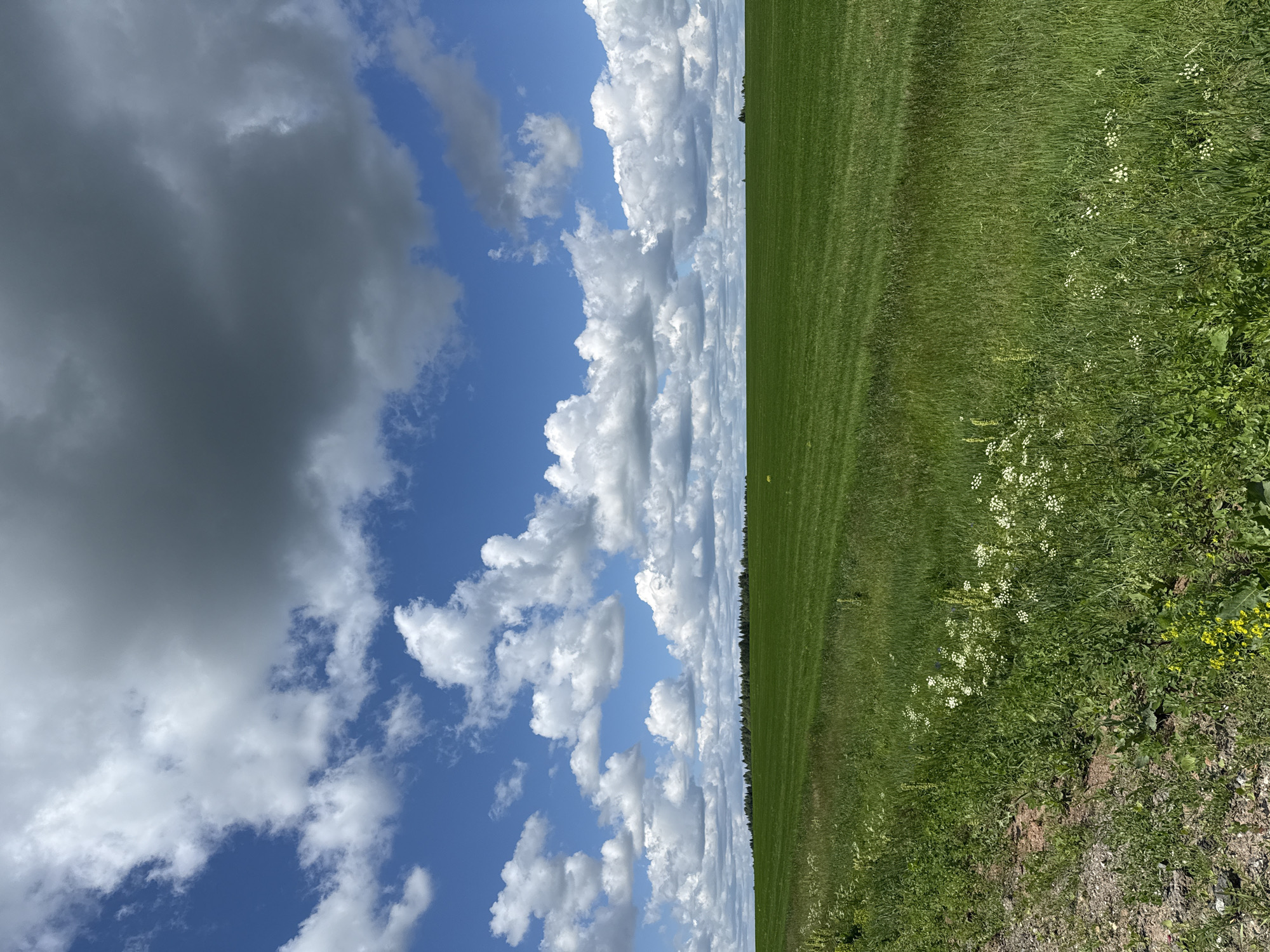 The image depicts a vast, flat expanse of green grass under a bright blue sky dotted with white and grey clouds. The foreground features a rough, dirt path on the left, bordering a grassy area with small white and yellow wildflowers. The middle ground is dominated by a uniformly green, mowed field, likely a crop field, stretching to the horizon. A thin line of trees marks the distant treeline. The scene appears to be an outdoor landscape in a rural or agricultural area, consistent with the environment around Niva, Russia. There are no people or animals visible in the image. The lighting suggests it is daytime, with the sun illuminating the field and casting shadows from the clouds.